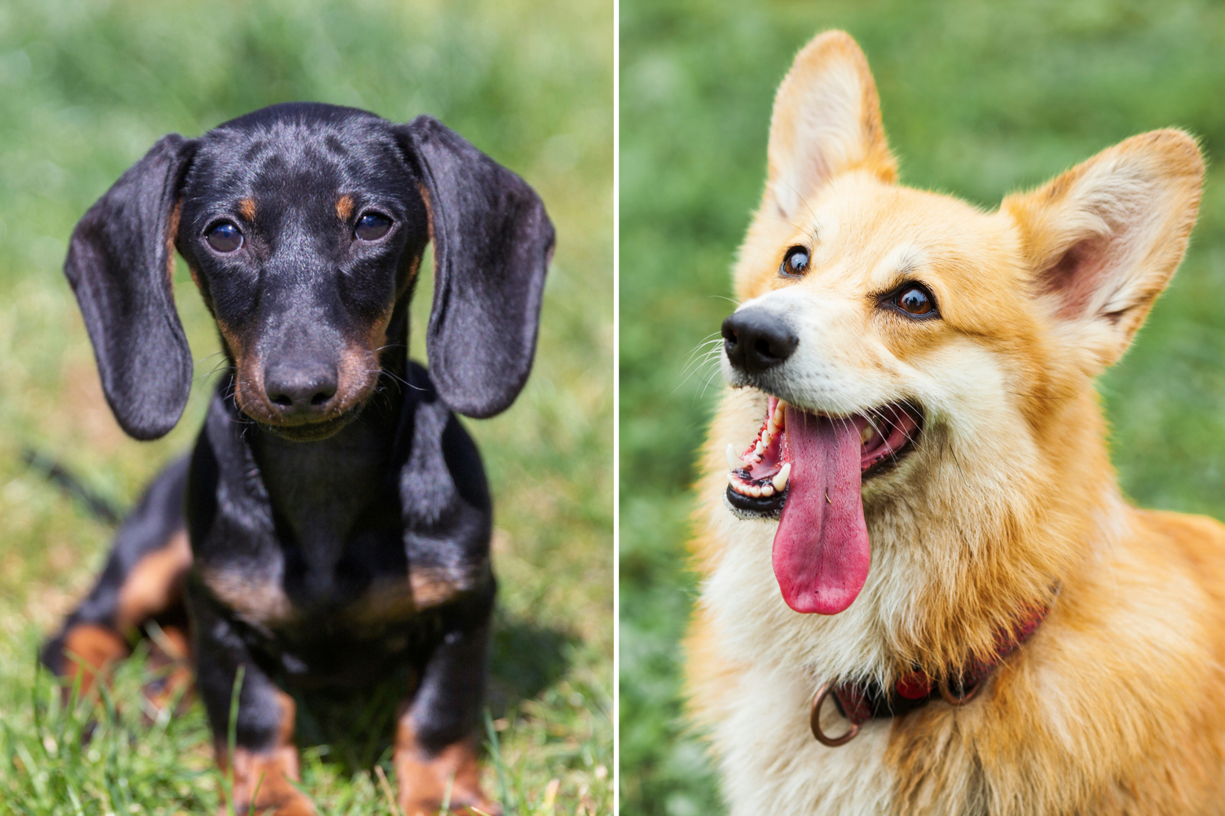 People Obsessed With Dachshund x Corgi Mix: 'What a Beautiful