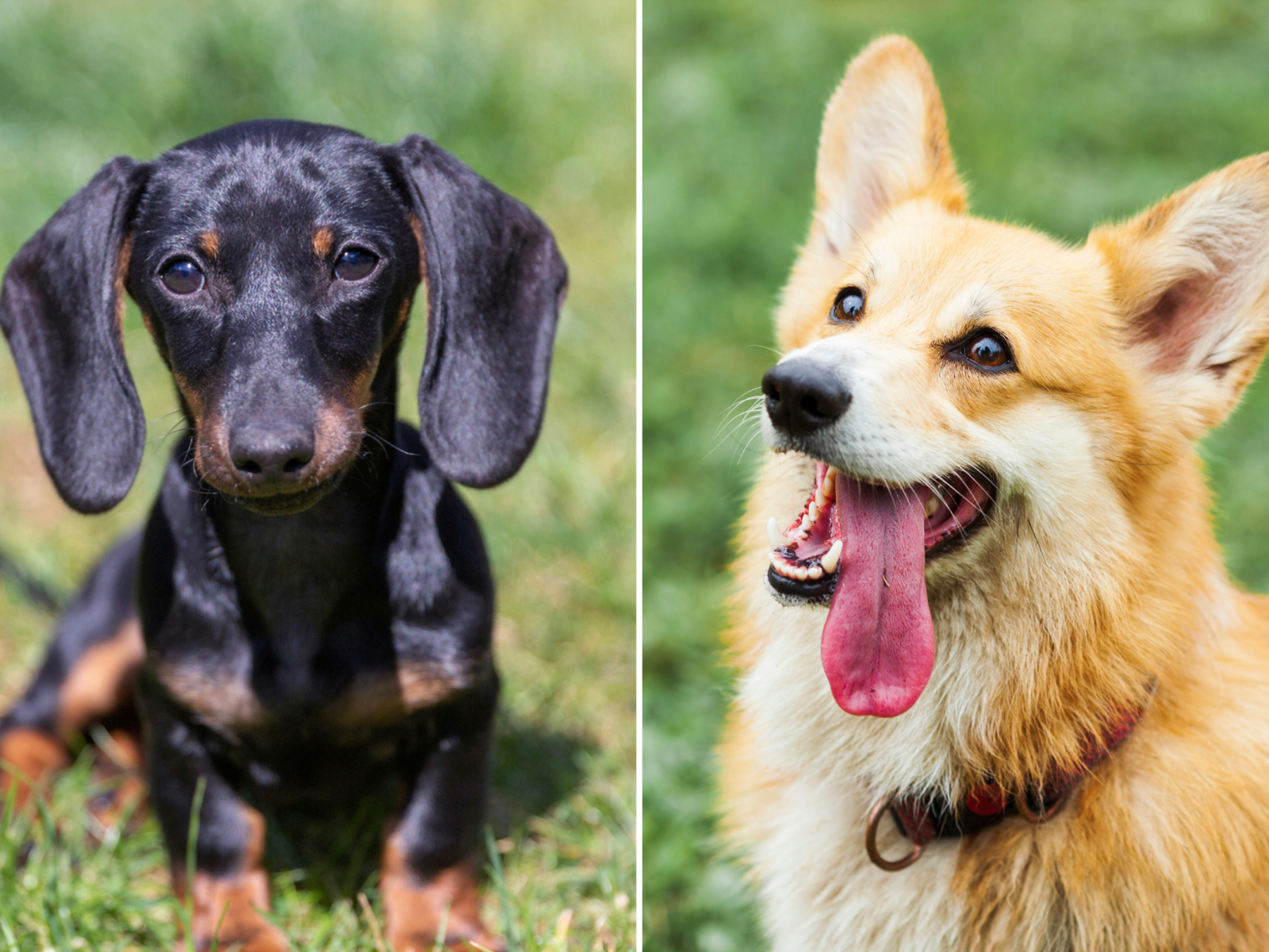 People Obsessed With Dachshund x Corgi Mix: 'What a Beautiful