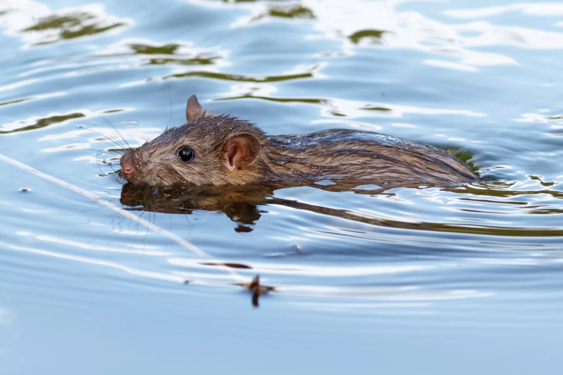 Plague of Dead and Dying Rats Wash Up in Town - Vimarsana News