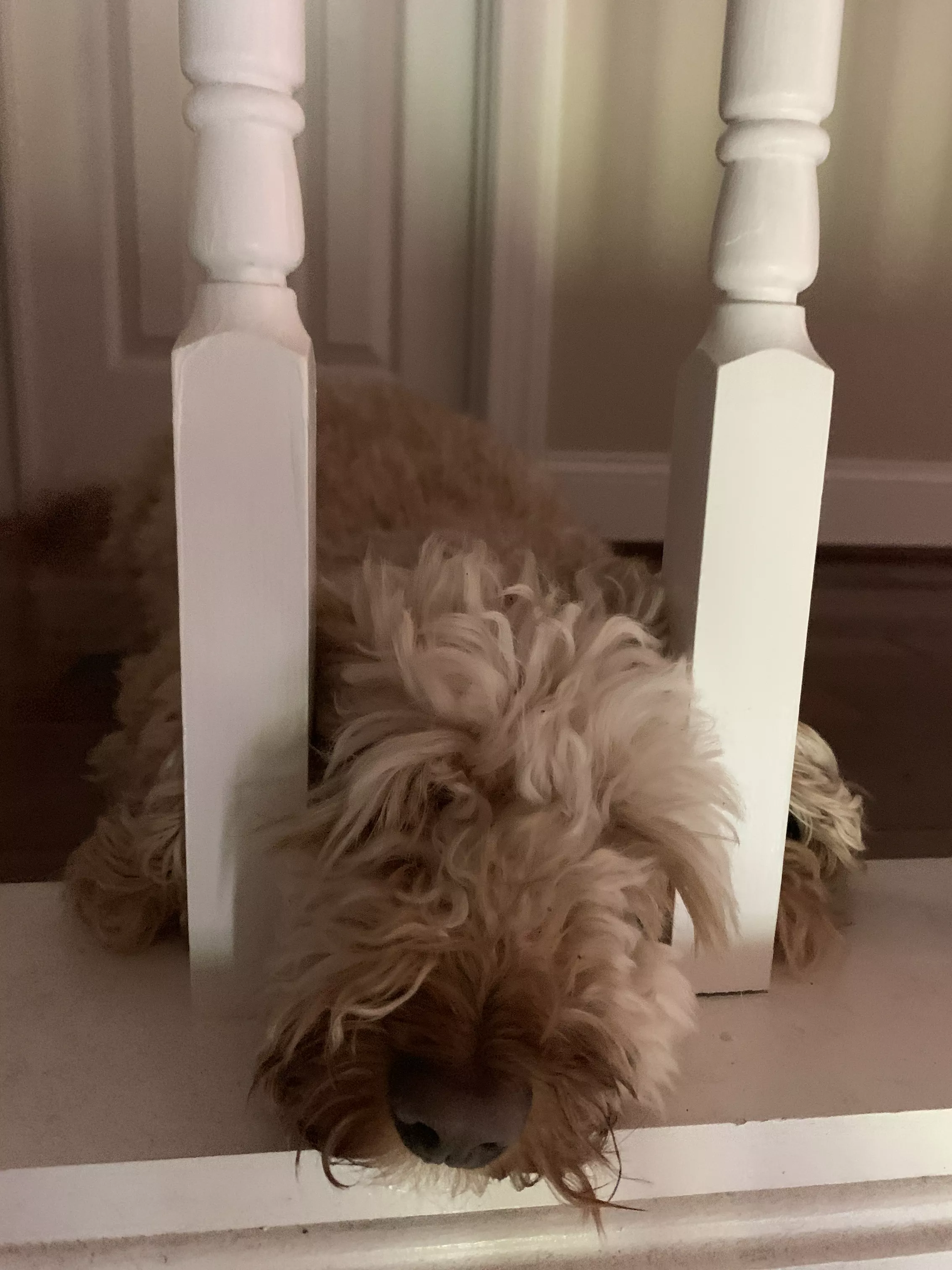 Owner's Unique Way of Getting Goldendoodle Downstairs Delights Internet - Vimarsana News