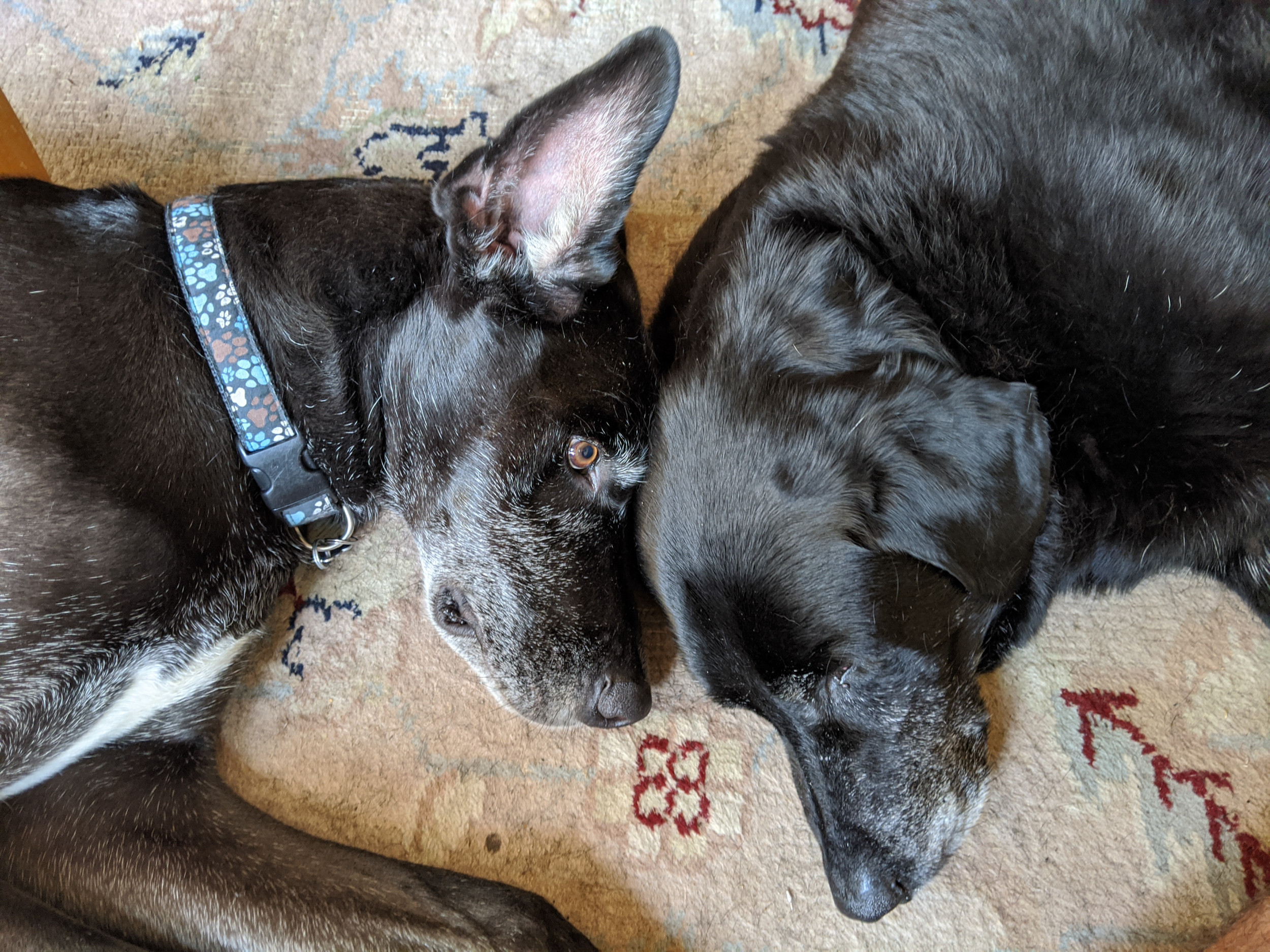 Internet Sheds Tear Over Dog Looking After Sibling the Day Before He Died