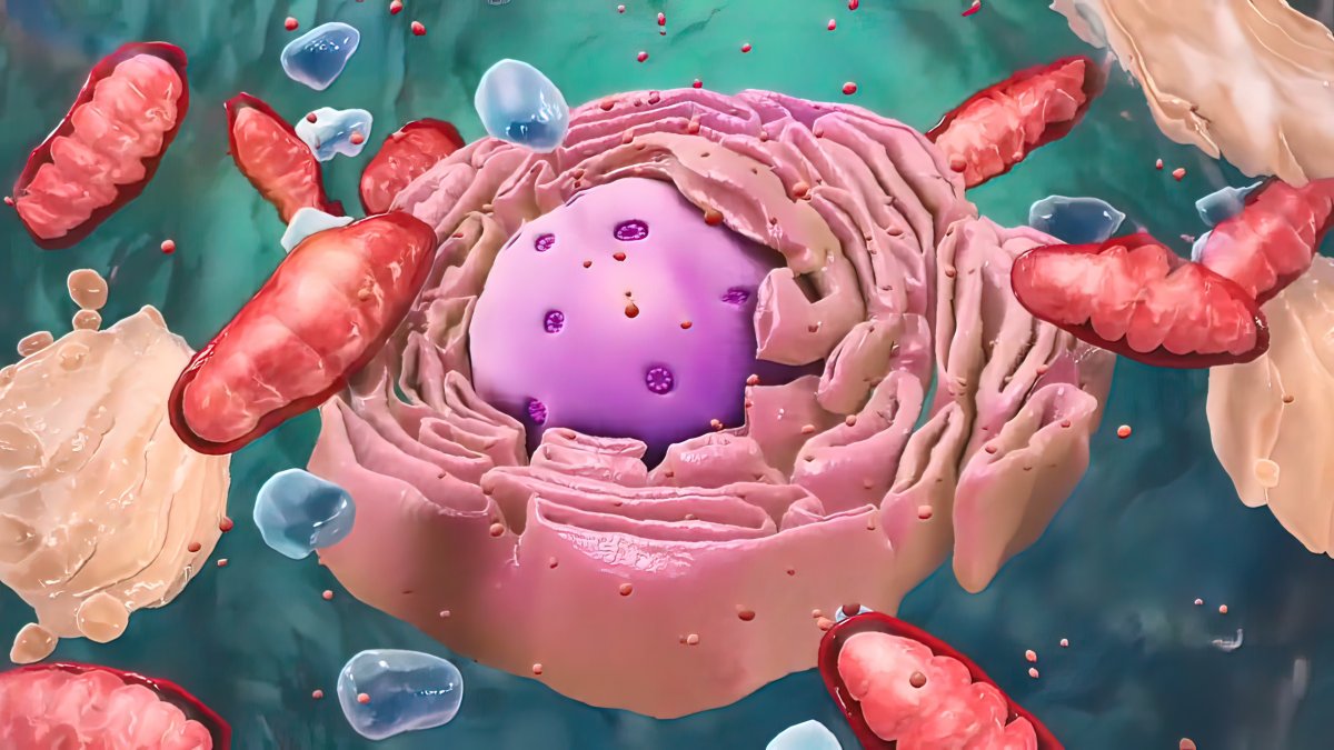 Mitochondria in cell
