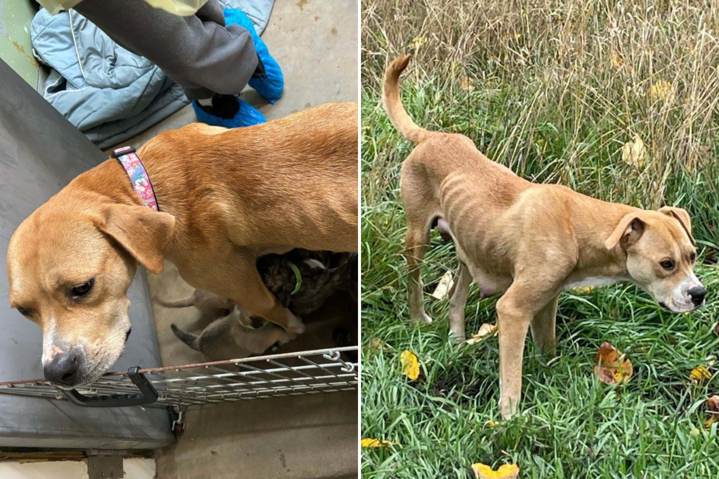 Shelter Seeks Home for Bonded Moms After They Raised 18 Puppies Together