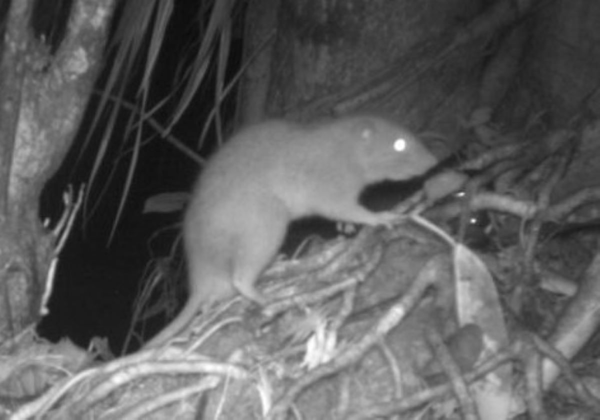 Mysterious Rare Giant Tree-Dwelling Rat Captured on Photo for First Time