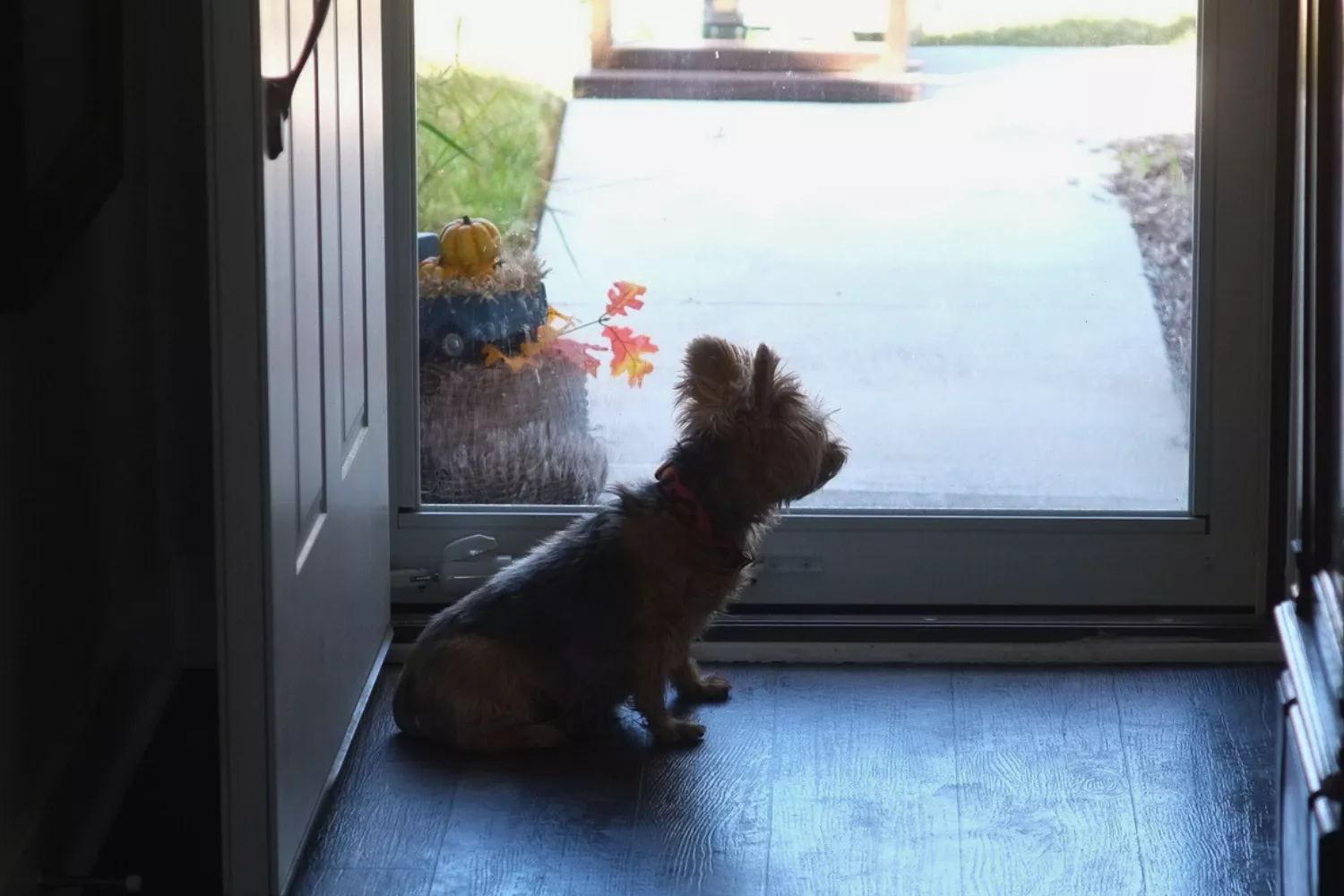 Pet Cam Captures Dog's Reaction to Open Door: 'Cogs Turning in His Brain' - Vimarsana News