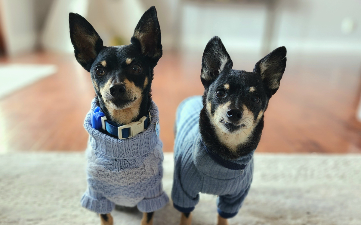 Shelter Dogs Dumped Months Ago Transformed by Fosterers Over Thanksgiving Shelter Dogs Dumped Months Ago Transformed by Fosterers Over Thanksgiving