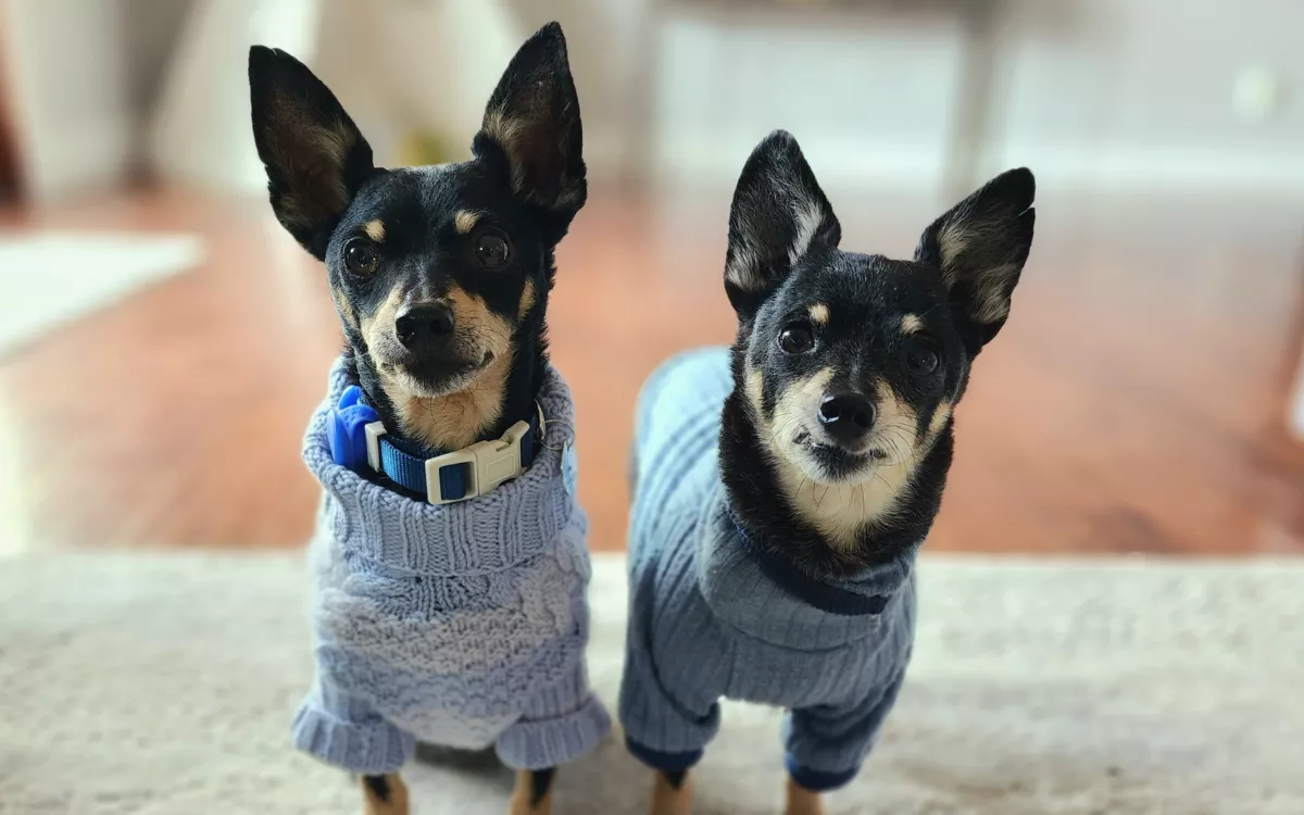 Shelter Dogs Dumped Months Ago Transformed by Fosterers Over Thanksgiving - Vimarsana News