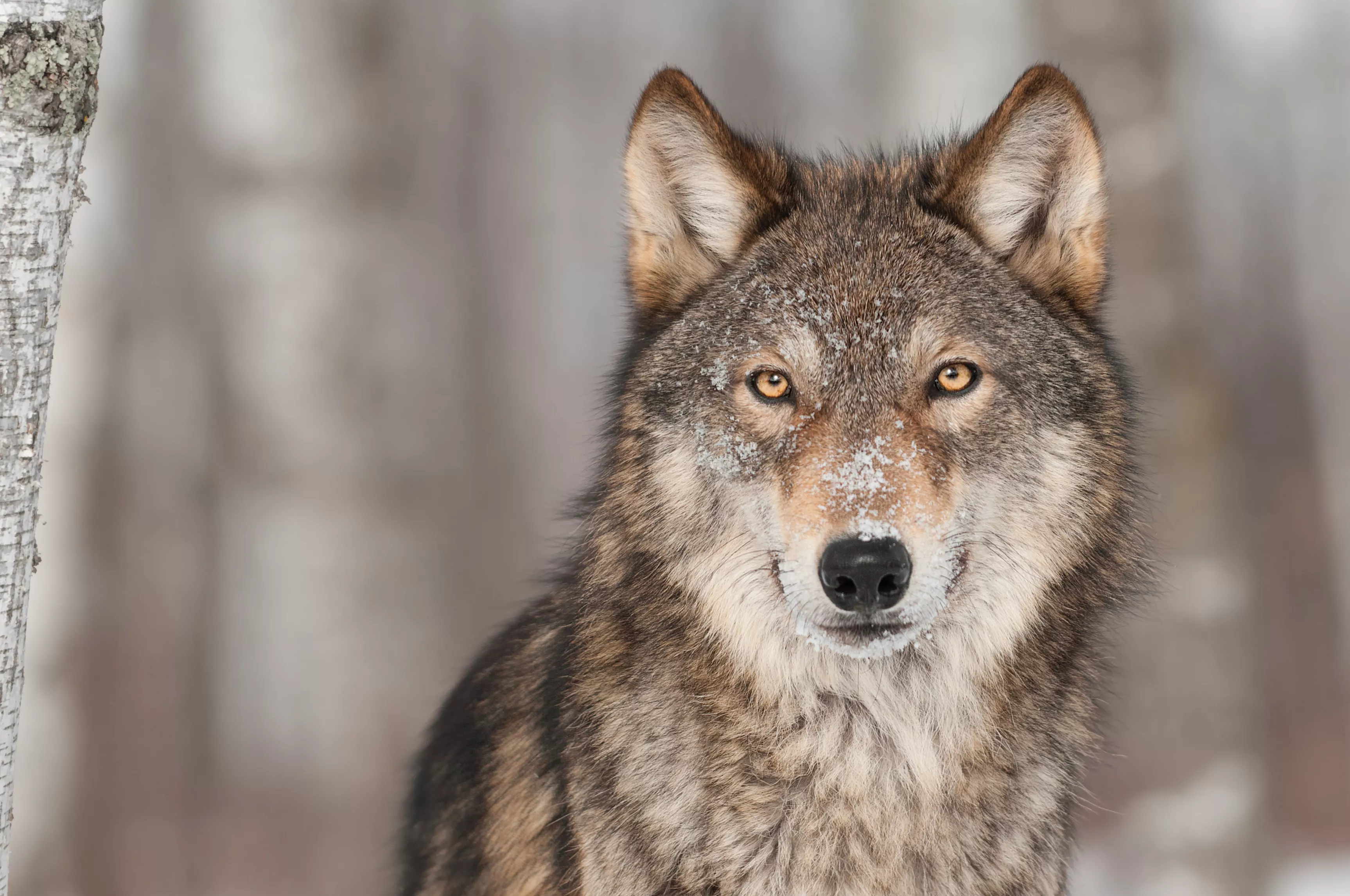 Scientists Warn American 'Promotion of Hunting' Is Ruining the Environment - Vimarsana News