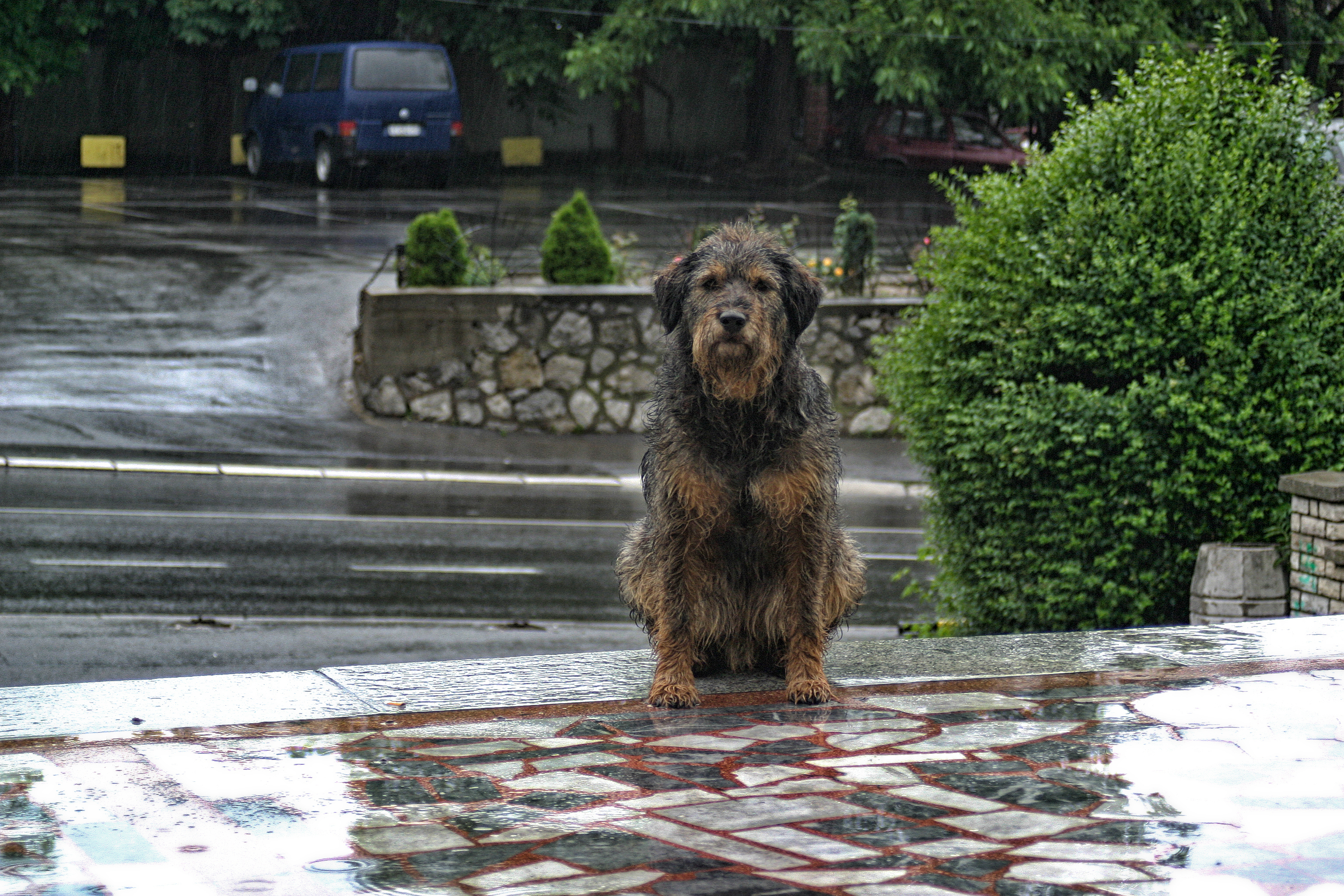 Dog Standing in the Rain to Stop Owner Leaving Them Resurfaces: ‘So Sad’