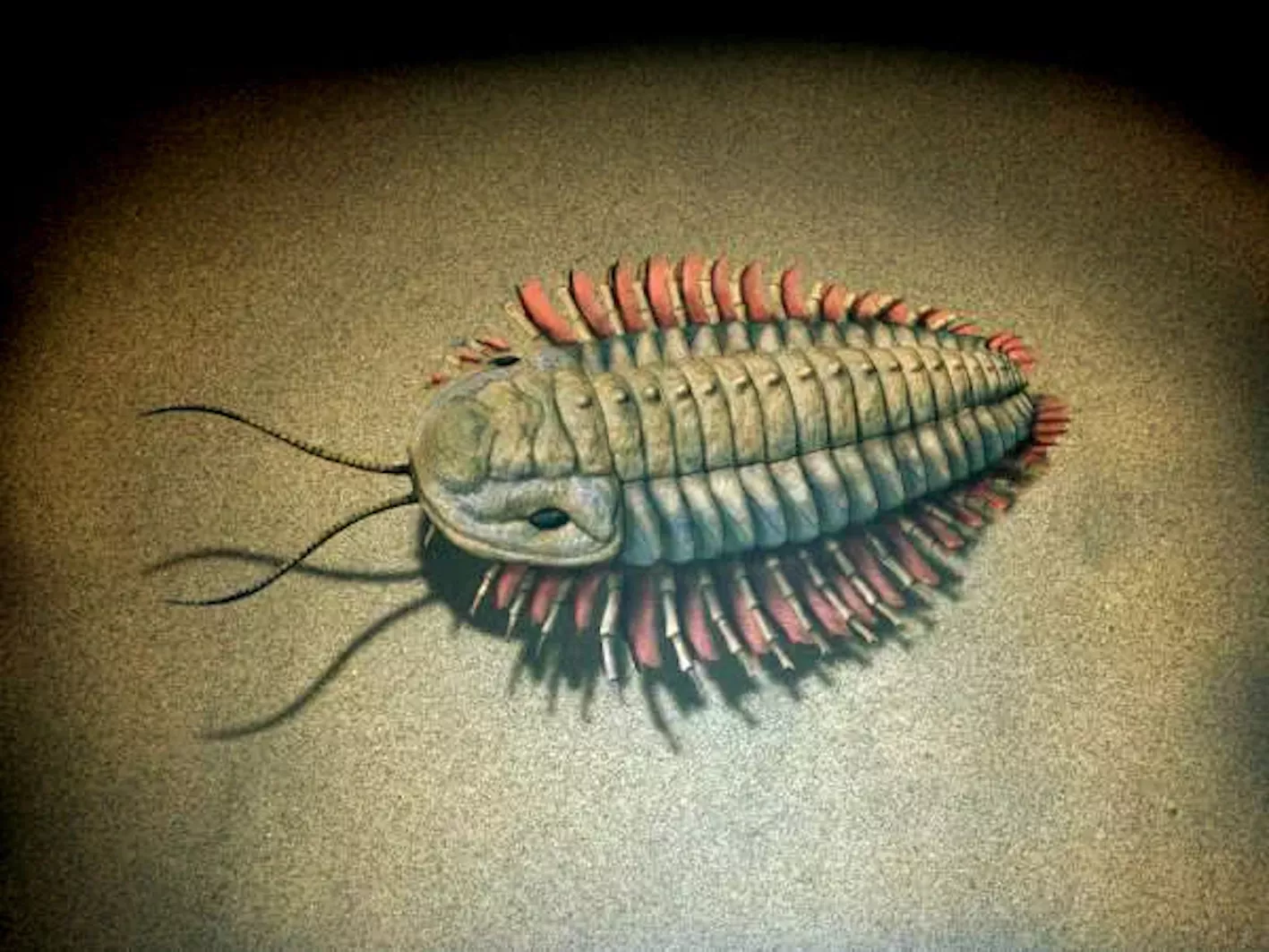 Extinct Sea Creature Fossils Help Solve Ancient Geography Puzzle - Vimarsana News