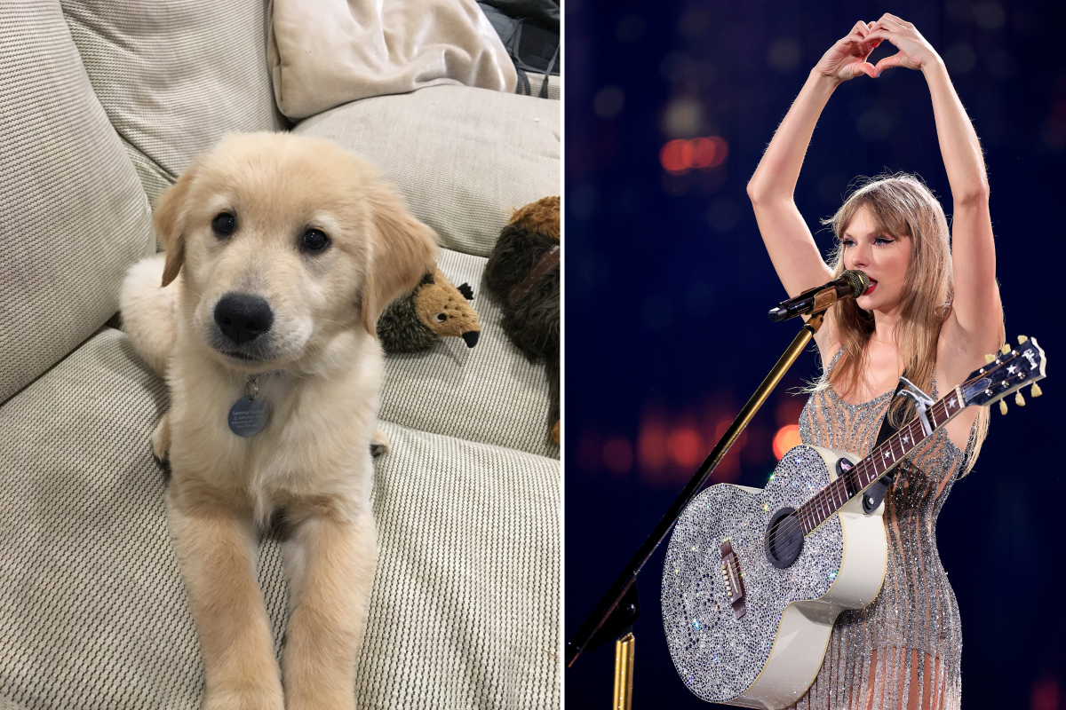 Dog and Taylor Swift