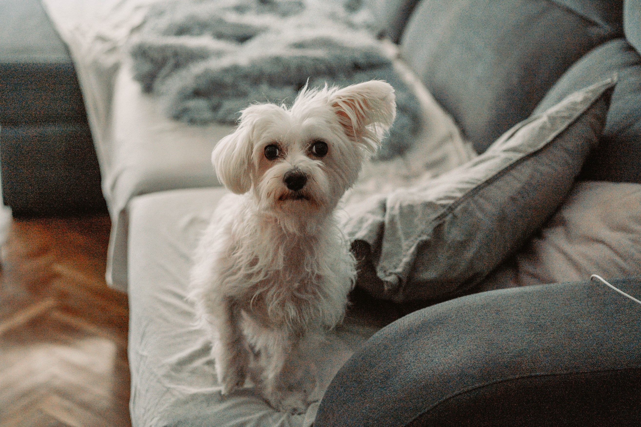 Laughter at How Owner Gets Revenge on Noisy Dog: ‘Not Amused’ Laughter at How Owner Gets Revenge on Noisy Dog: ‘Not Amused’