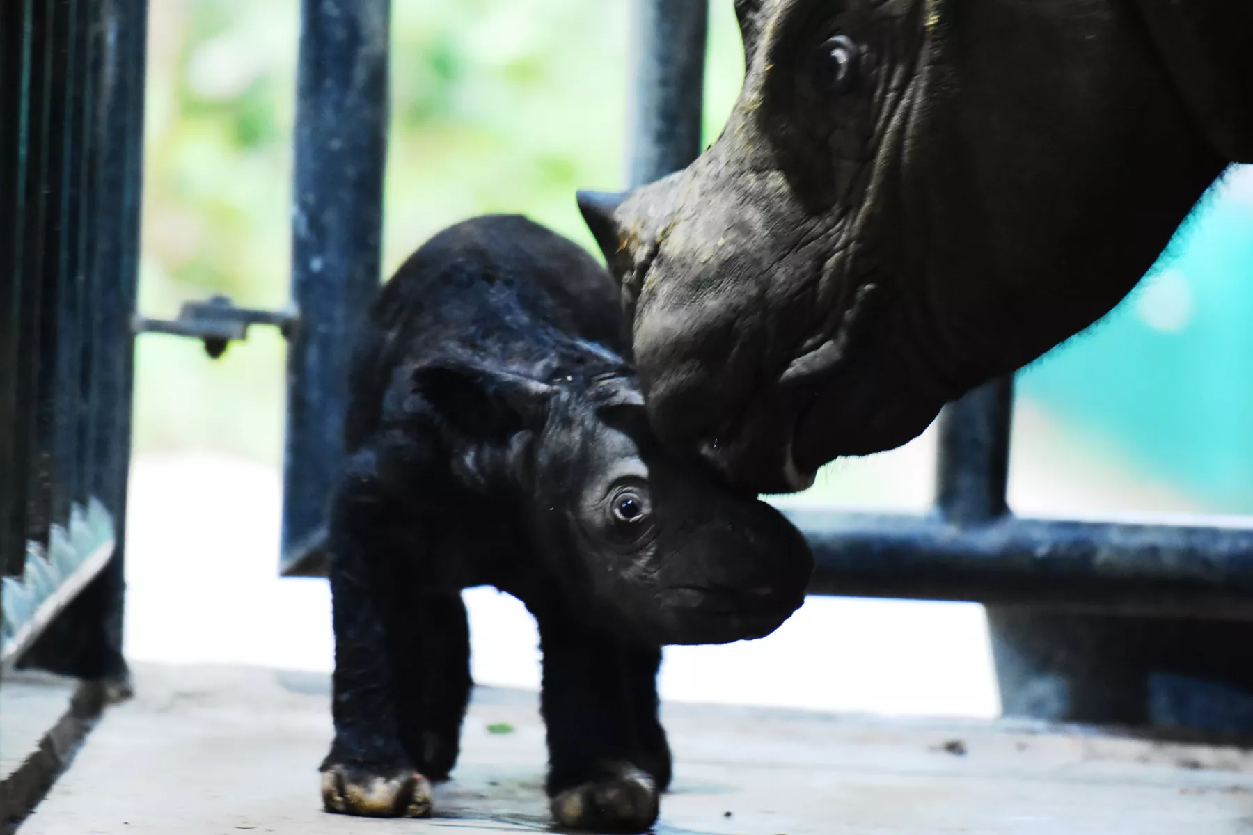 Rare Birth of Sumatran Rhino a Blessing for Critically Endangered Species - Vimarsana News