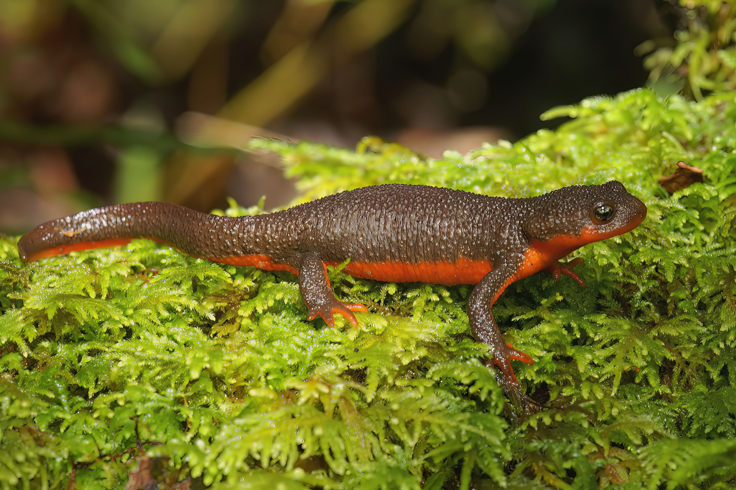 Female of the Species Really Is More Deadly—If You're a Toxic Newt