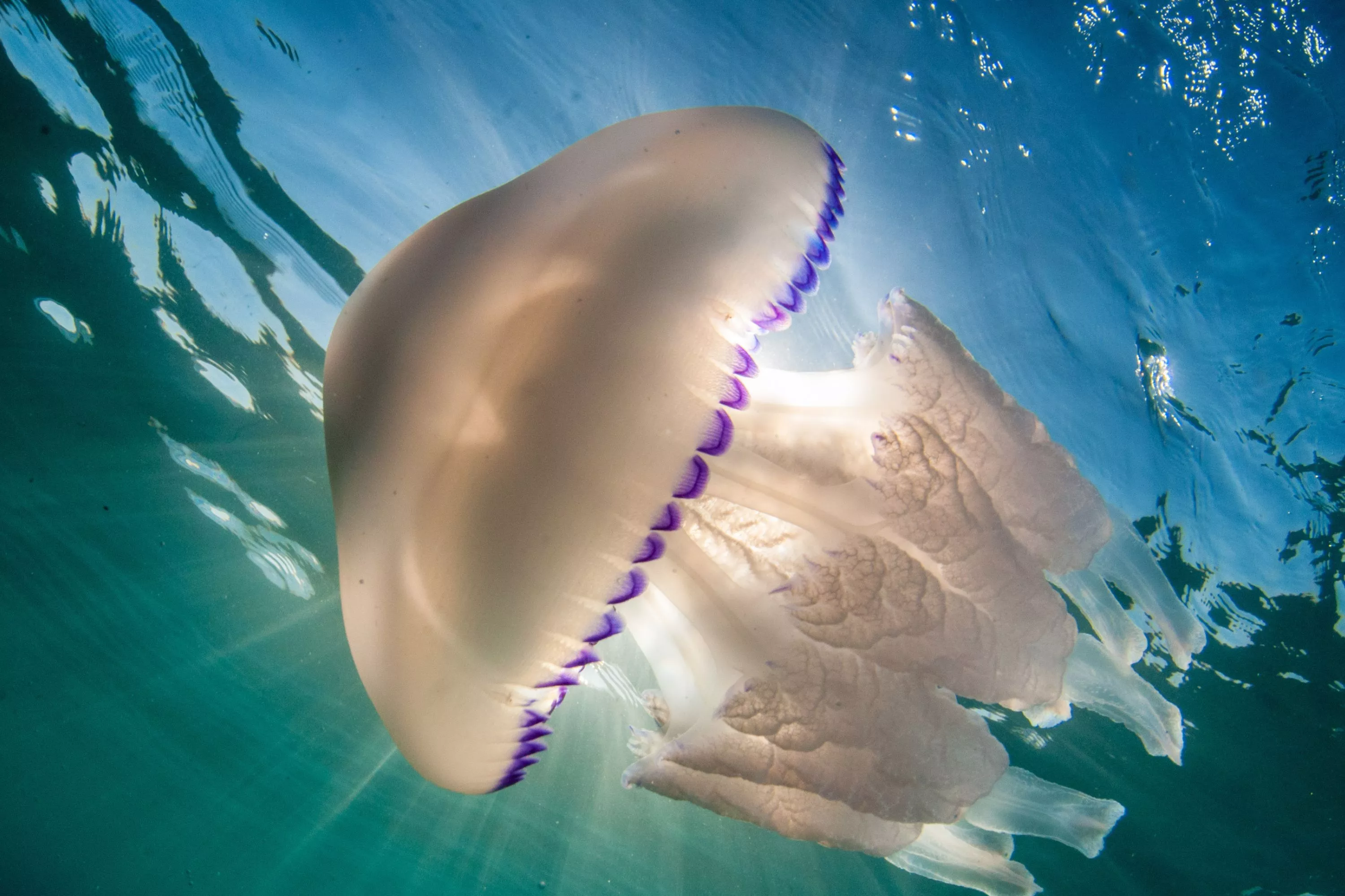 Jellyfish Gel That Arose 500 Million Years Ago Will Help Make Model Organs - Vimarsana News
