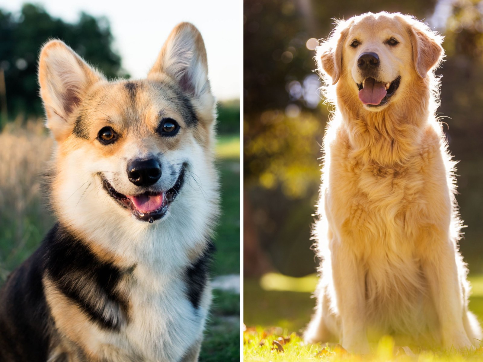 Internet Obsessed With Corgi x Golden Retriever Mix: 'Best of Both