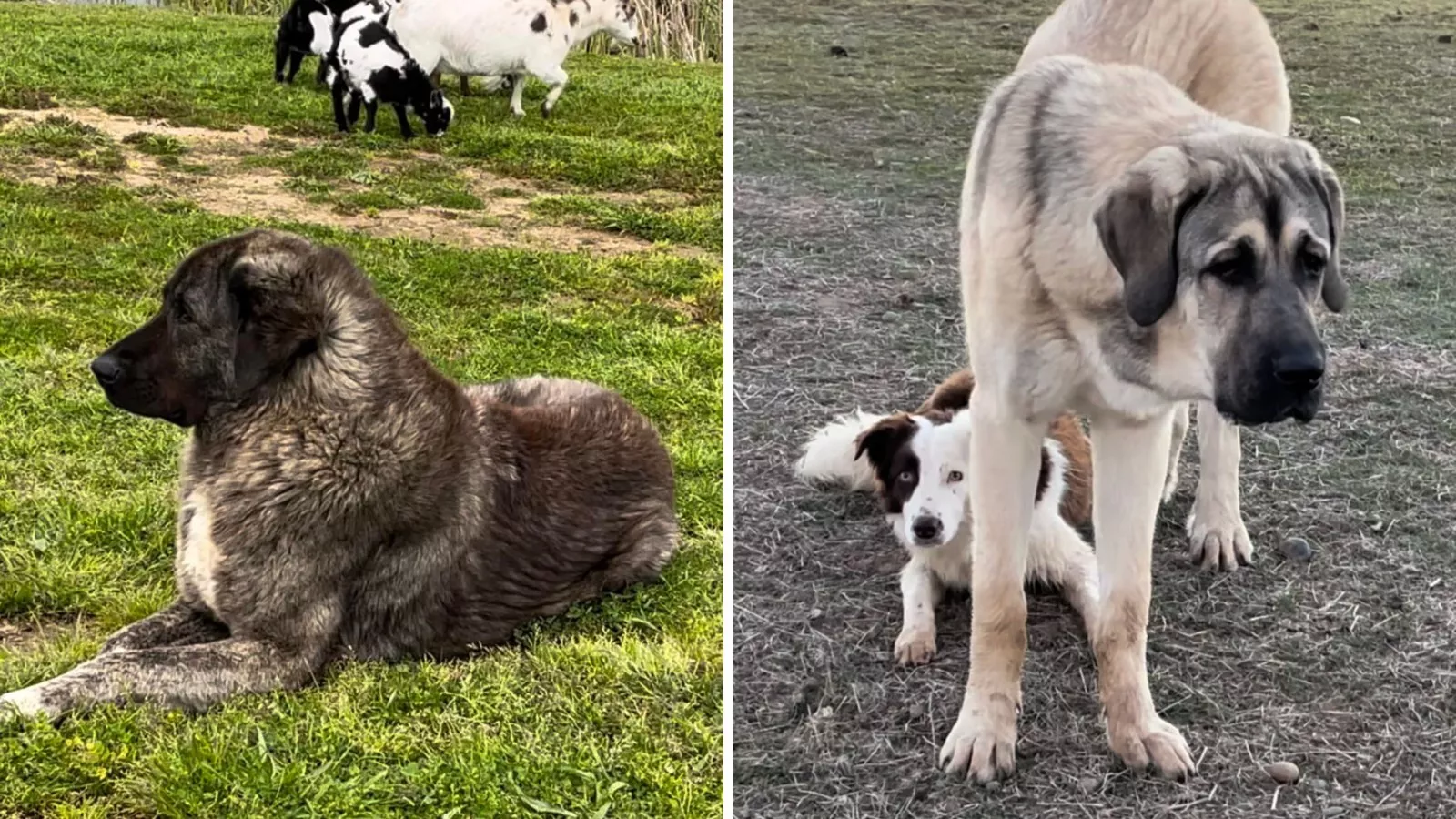 Sheep guard deals dogs