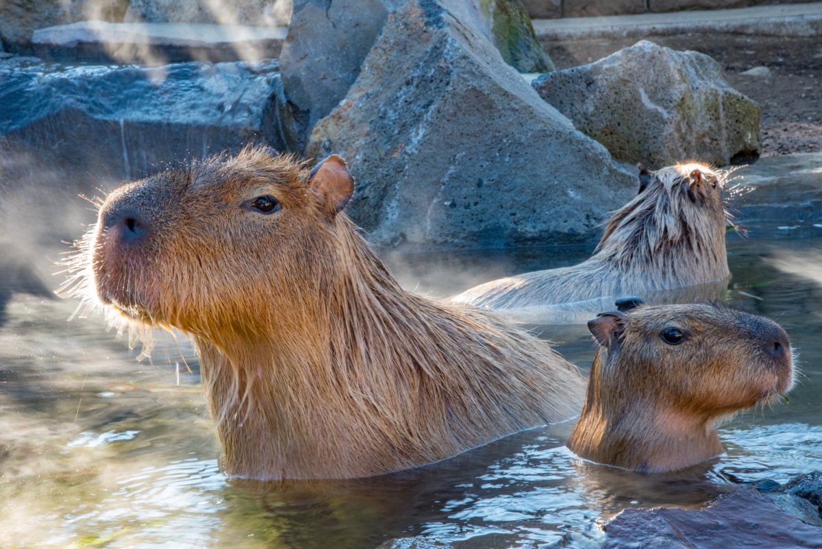 Capybaras lounging in a hot spring
