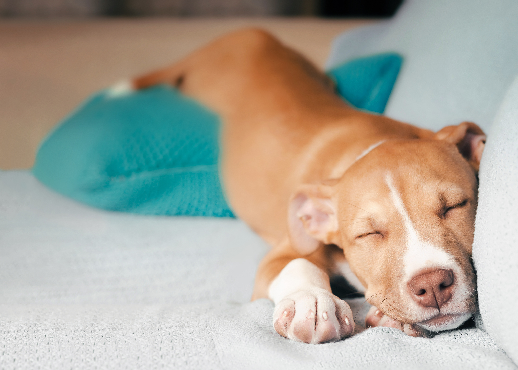 Dog sleeps with blanket best sale in mouth