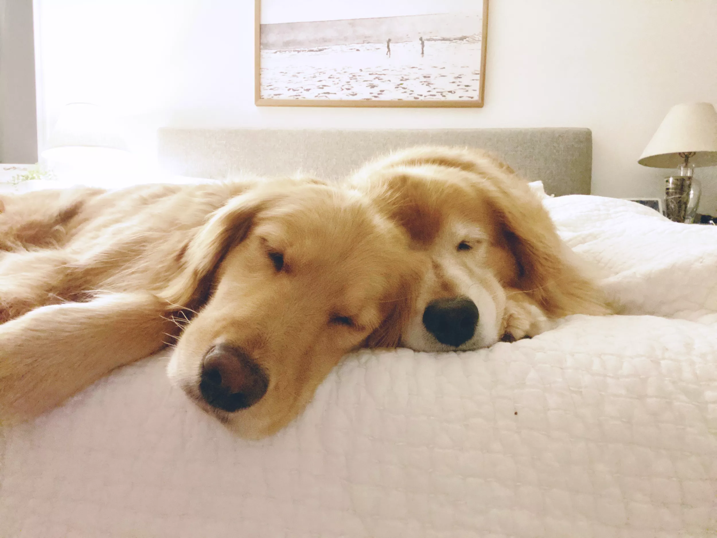 Laughter at Golden Retrievers' Bed Takeover Routine—'Don't See the Problem' - Vimarsana News