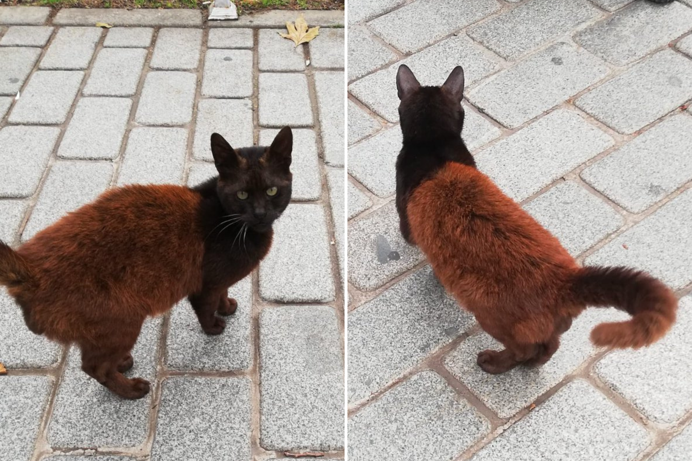 two-toned-cat.png?w=1600&h=1600&q=88&f=a