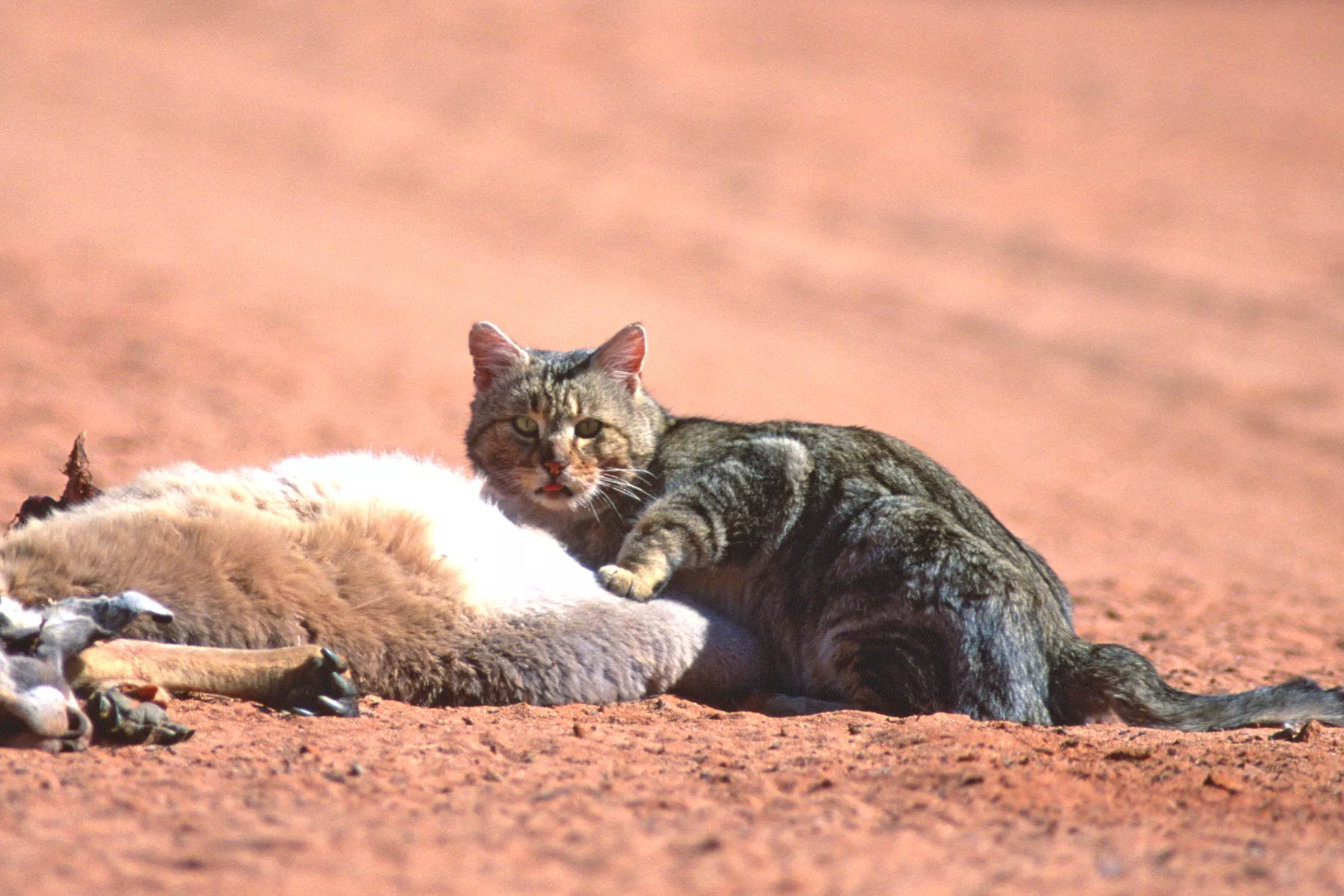 Invasive Feral Cats Could Be Wiped Out Using Genetic Modification - Vimarsana News
