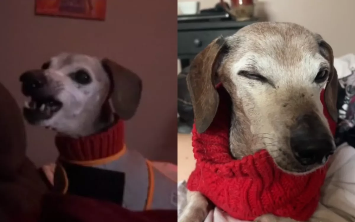 Owner's Heartbreaking Routine for Getting Dog With Dementia to Sleep - Vimarsana News