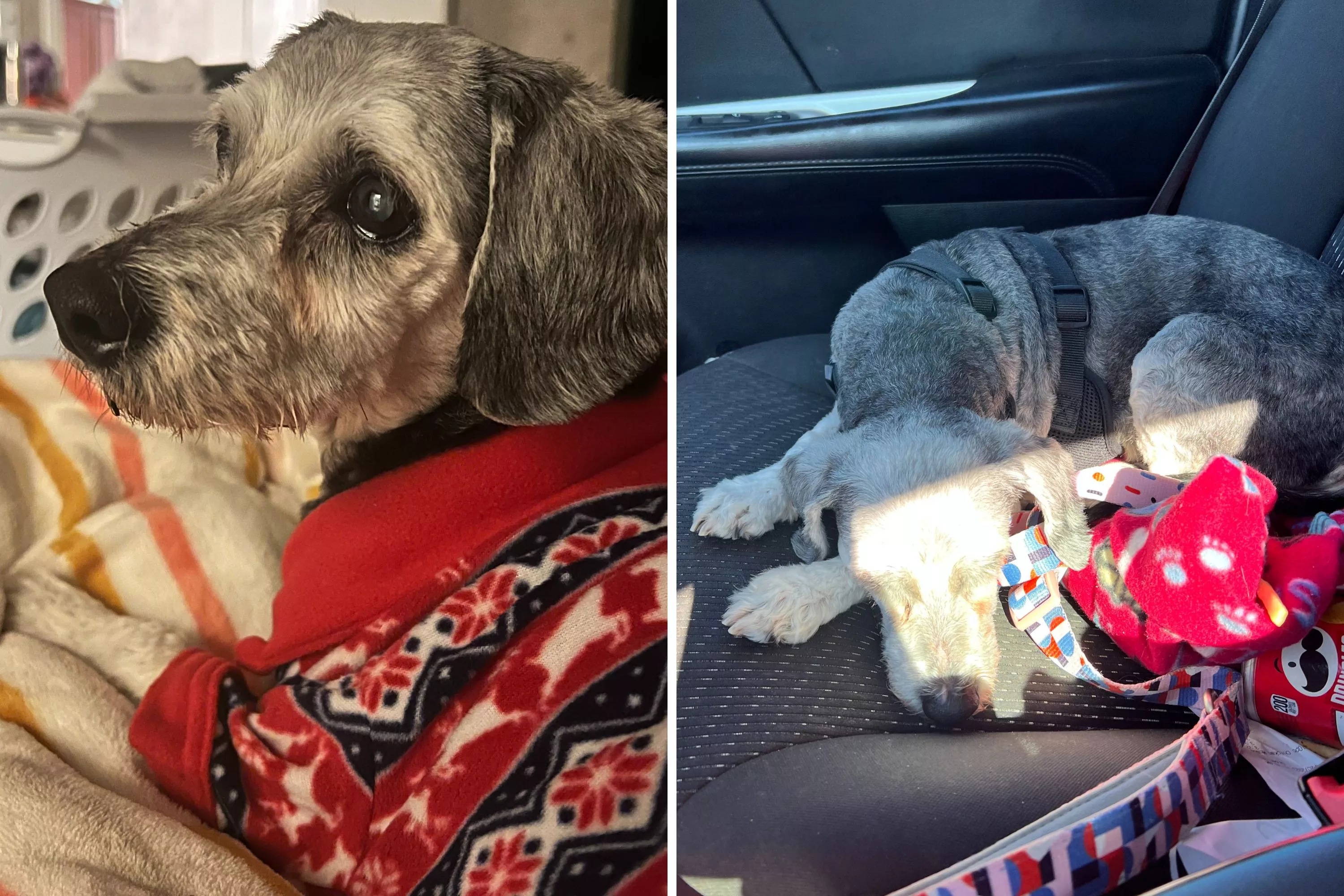 Childhood Dog, 15, Adopted After Owners Surrender Her To Shelter - Vimarsana News
