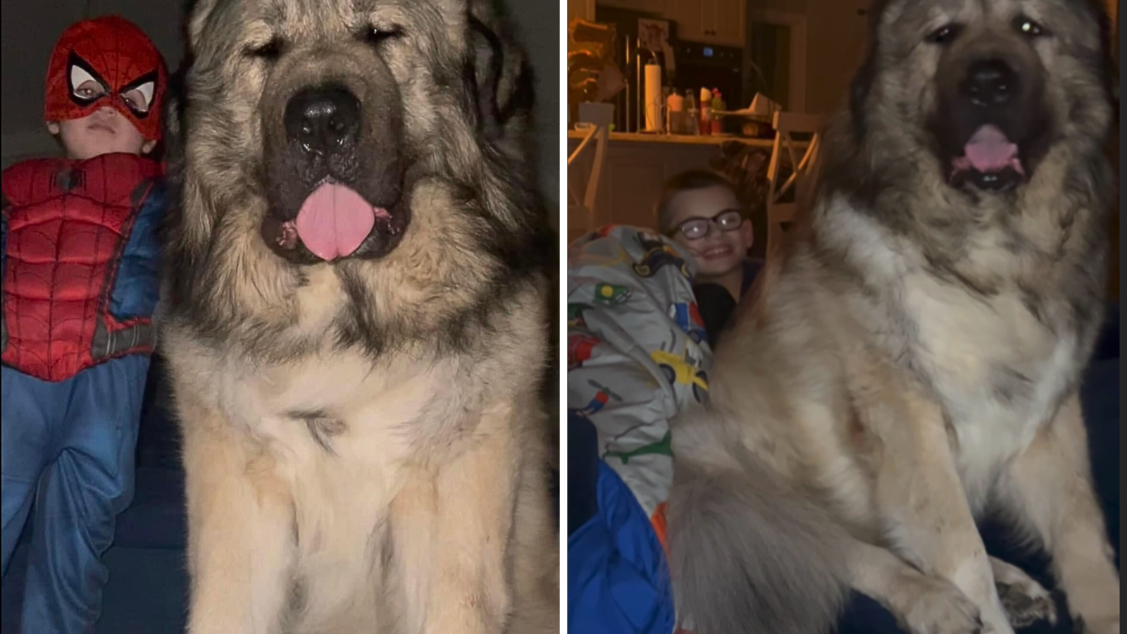 Russian 2024 war dog