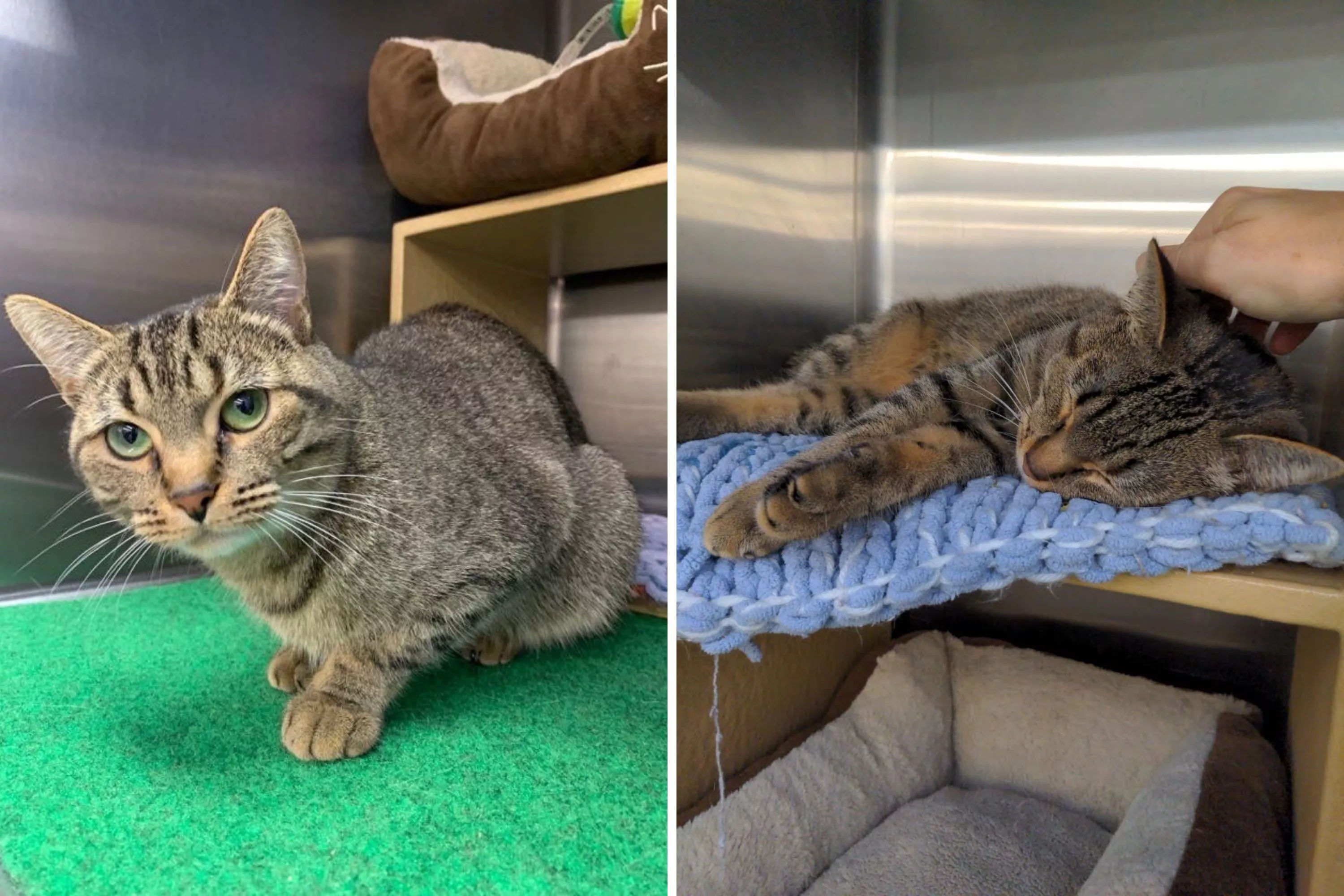 Rescue Cat Returned To Shelter for Being 'Too Playful' Breaks Hearts - Vimarsana News