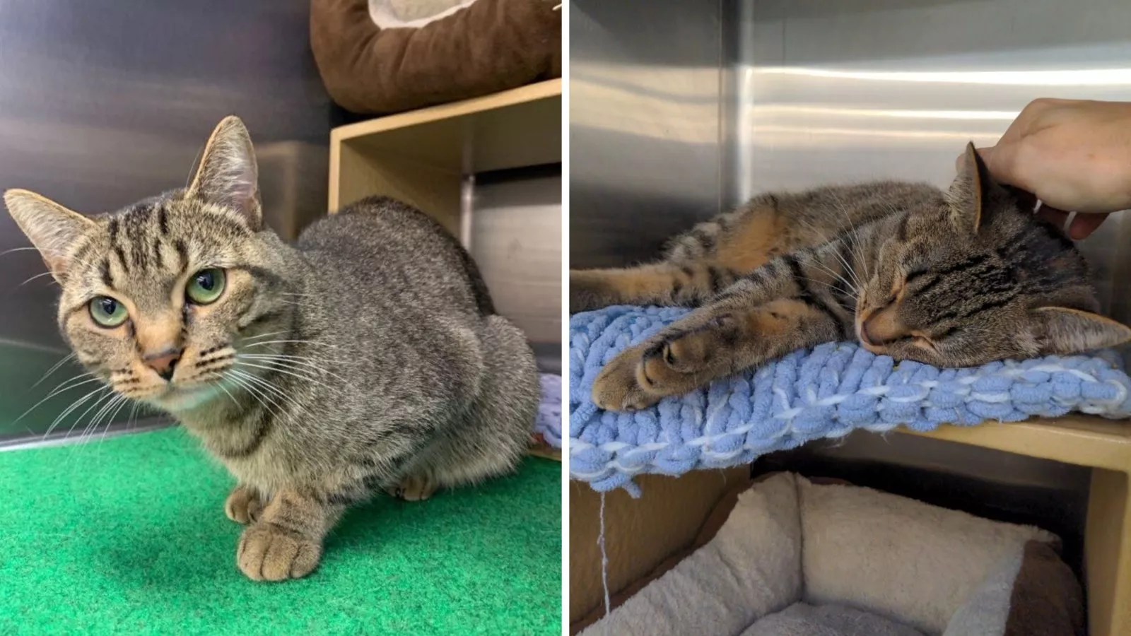 Mama cat best sale rescue