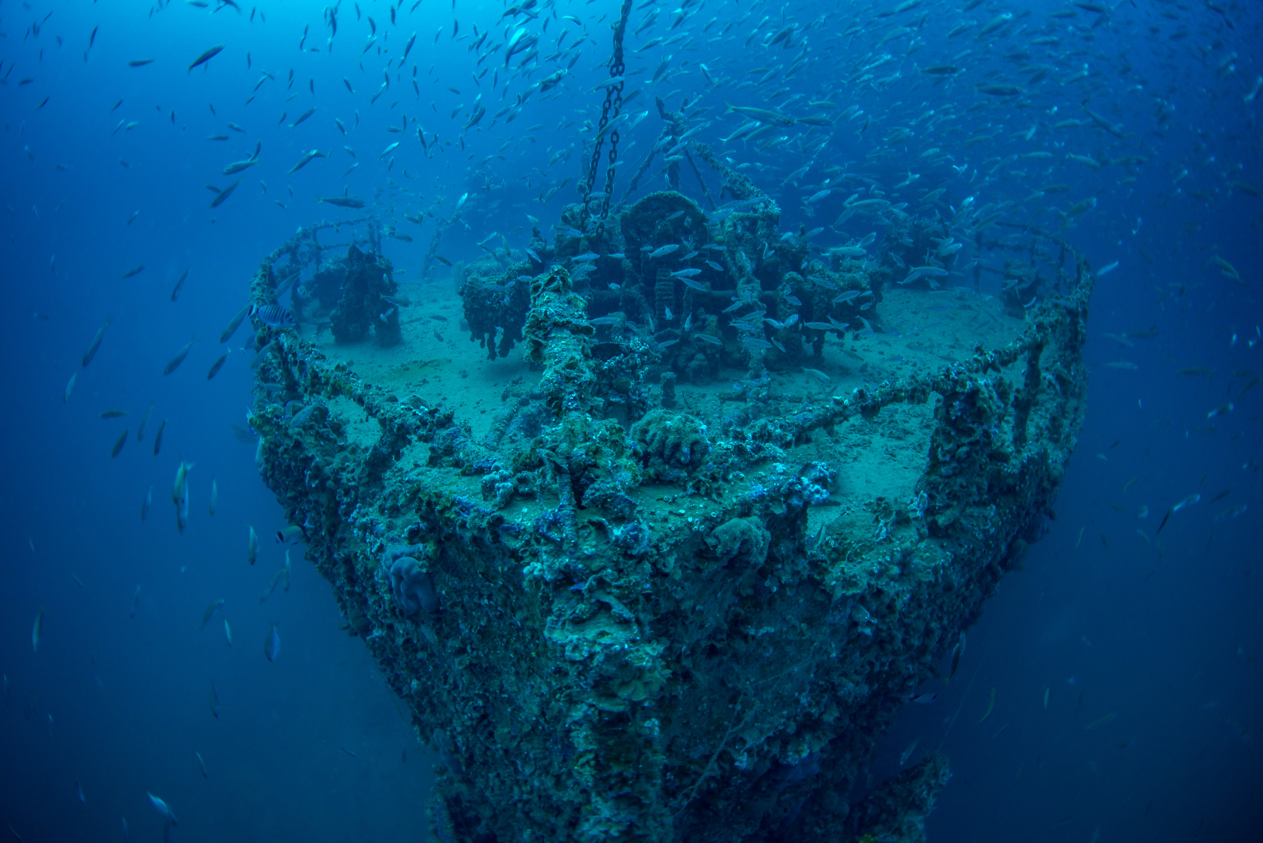 Shipwrecks Are Helping Vulnerable Sea Creatures