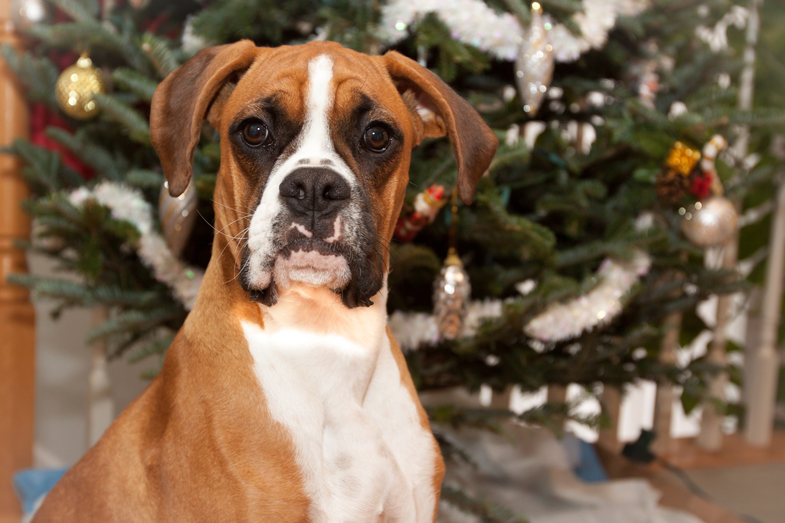 Dog's Face When Seeing Christmas Tree Stole His Bed's Spot: 'Death ...