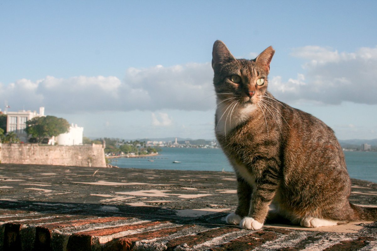 Cat in San Juan