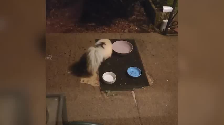 Skunk Comes Face-To-Face With 'Ninja Cat' in Hilarious Video