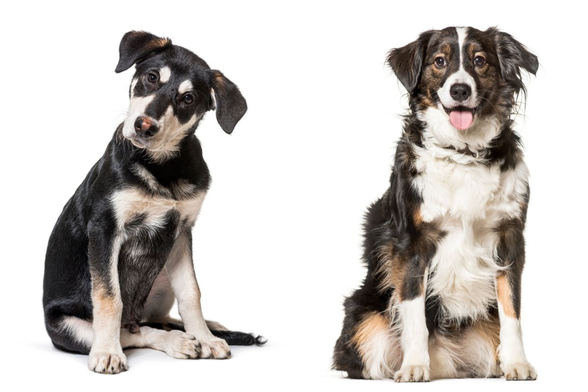 mixed breed dogs white background