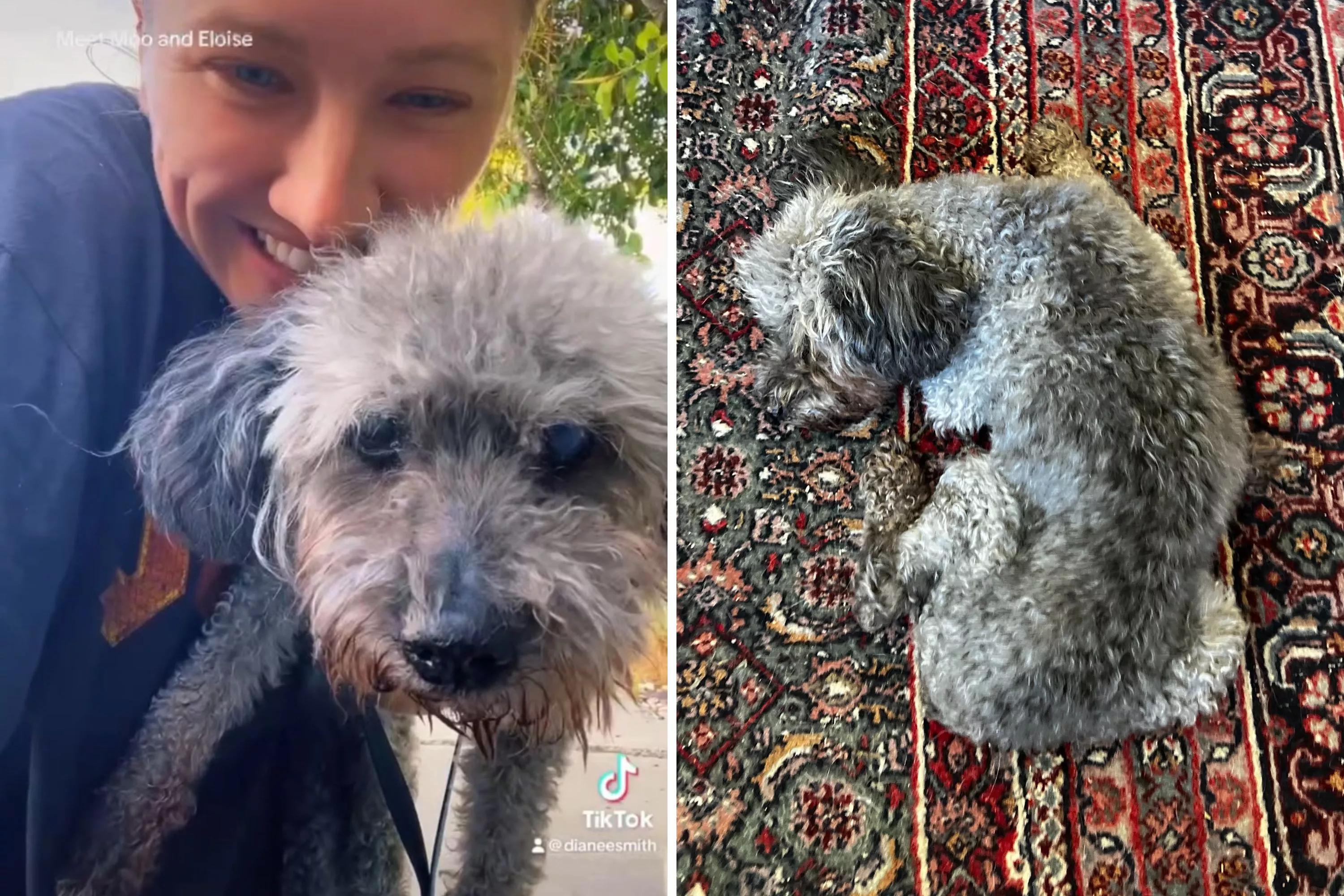 Every Dog Sitter's Worst Nightmare Came True for This Woman—'Rest in Peace' - Vimarsana News