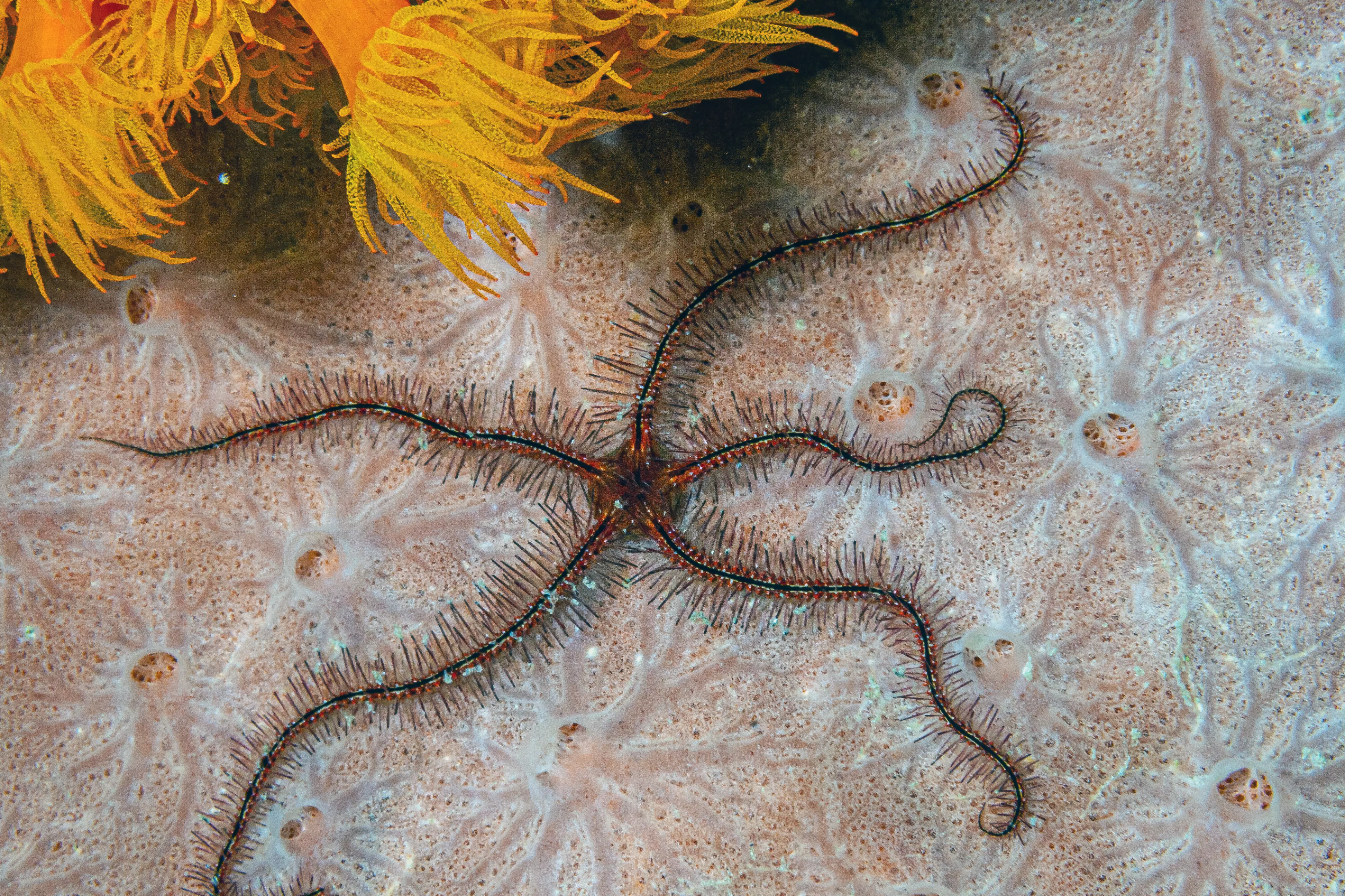 Biologists Find Brainless Brittle Stars Can Learn—But We 'Don't Know' How - Vimarsana News