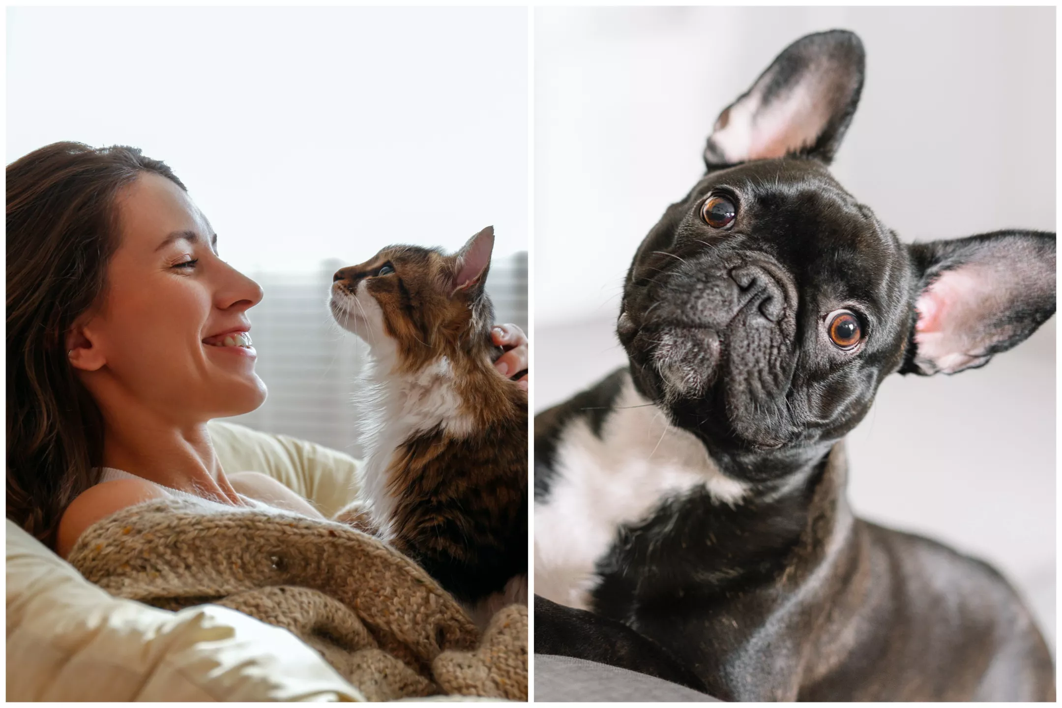 Dog Jealous of Cats' Fluffy Tail Strokes Has Internet in Stitches - Vimarsana News