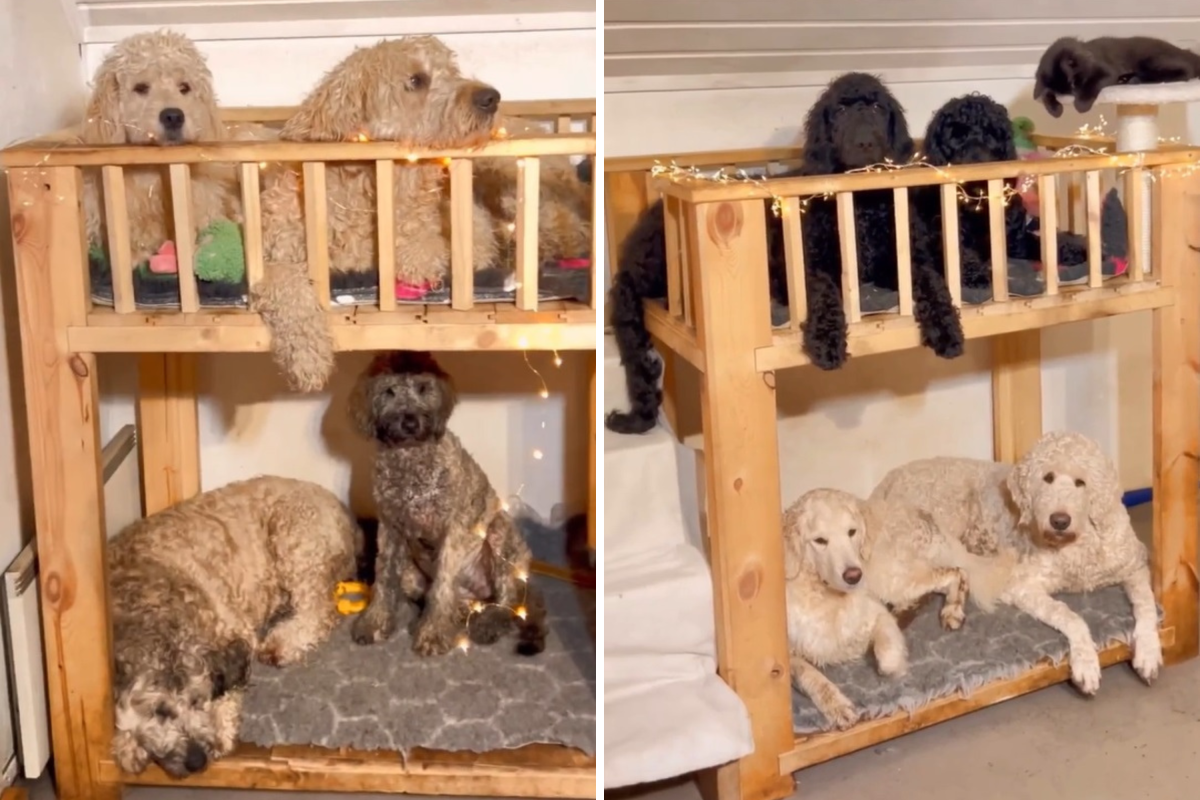 Bunkbeds for dogs