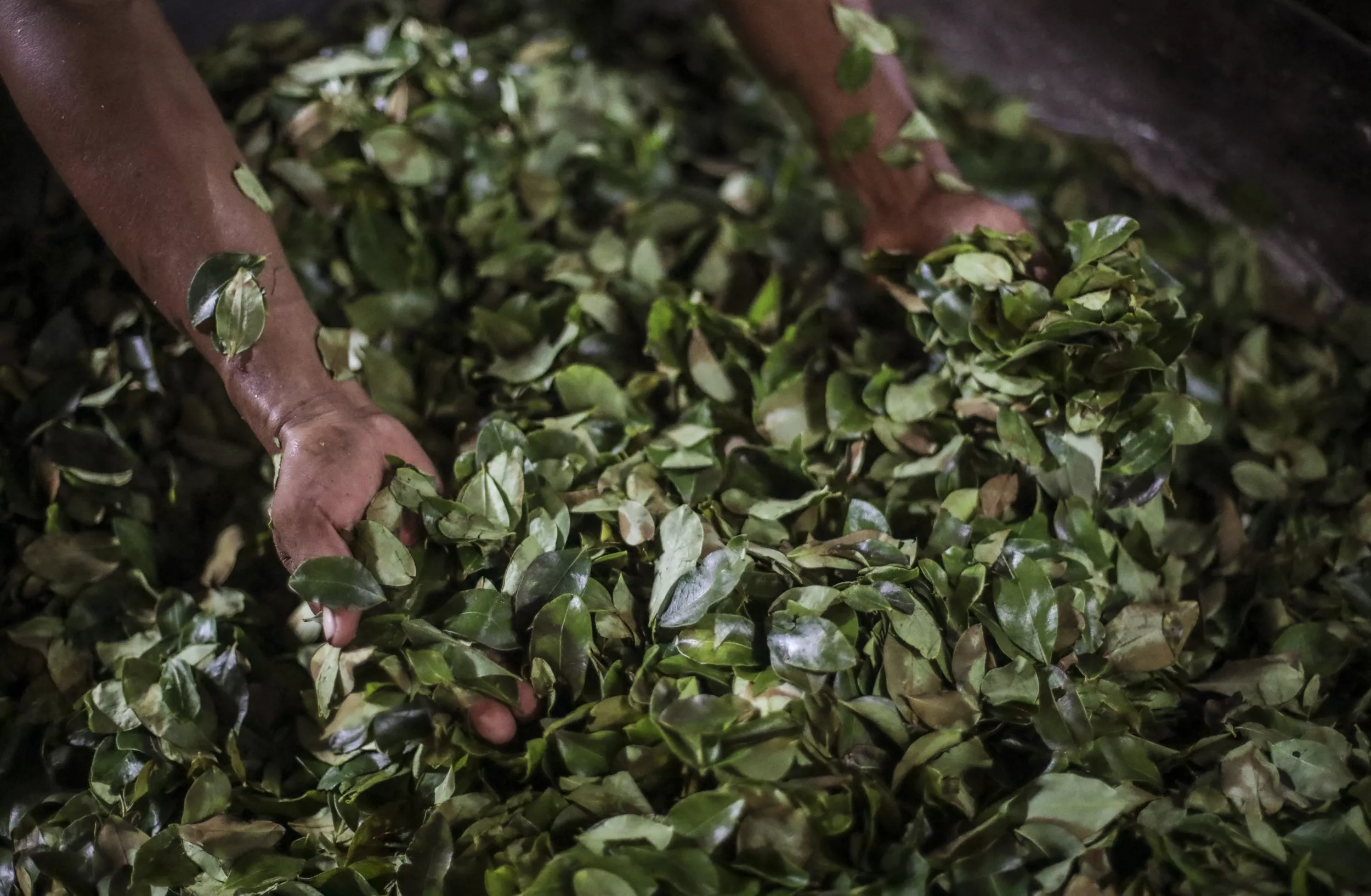 Carbon Credits Are Benefitting Guyana - Vimarsana News