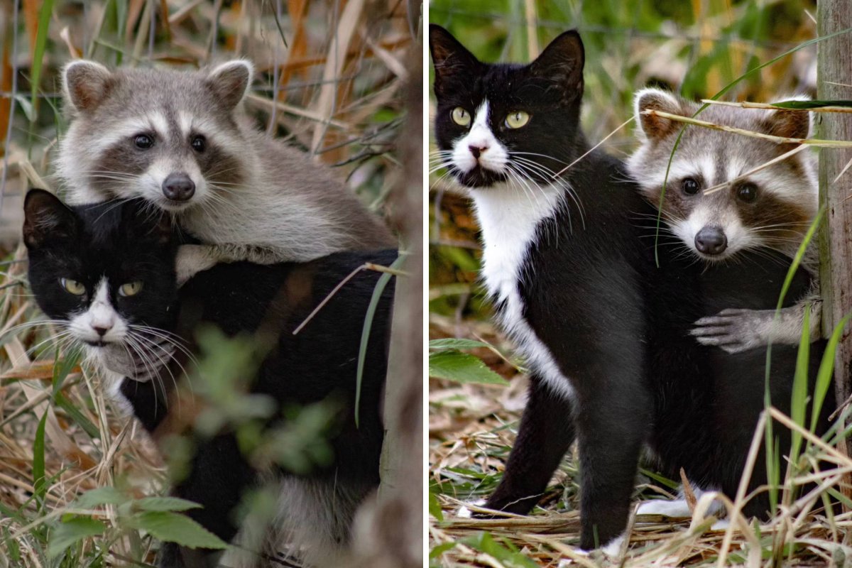 Stray cat and raccoon together