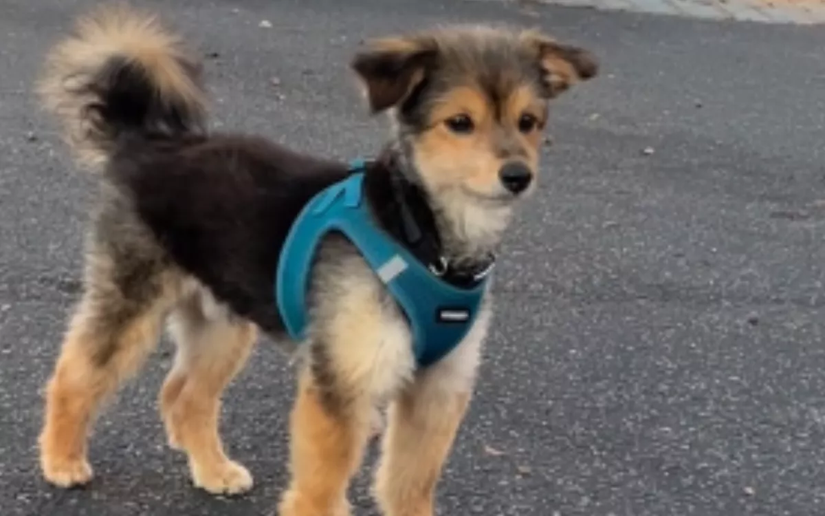 Pet Owner Reveals Secret Behind Senior Rescue Dog's 'Forever Puppy Face' - Vimarsana News