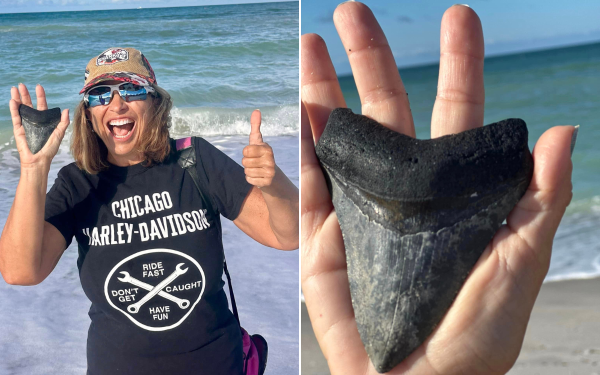 A megalodon shark tooth has been discovered.