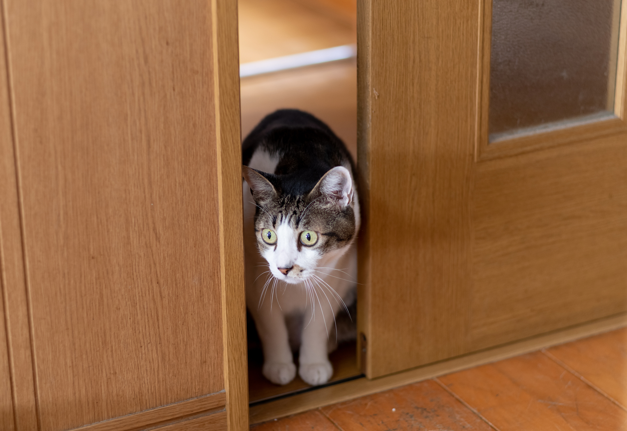 Cat in clearance doorway