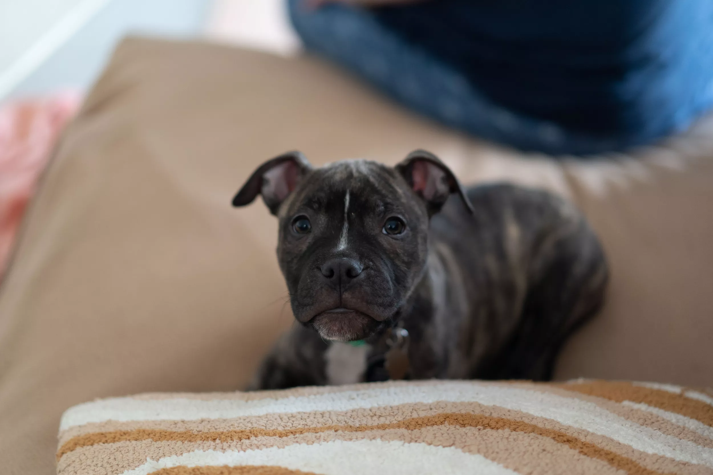 Dog Carrying Hot Water Bottle, Seeking Couch Spot Is All of Us in Winter - Vimarsana News