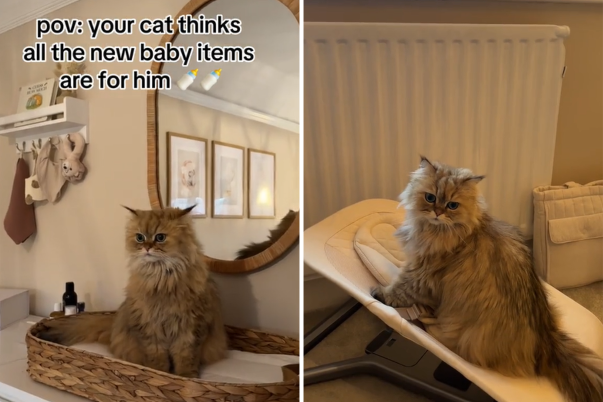 The Web is in stitches as a cat thinks all the brand new child provides are meant for him