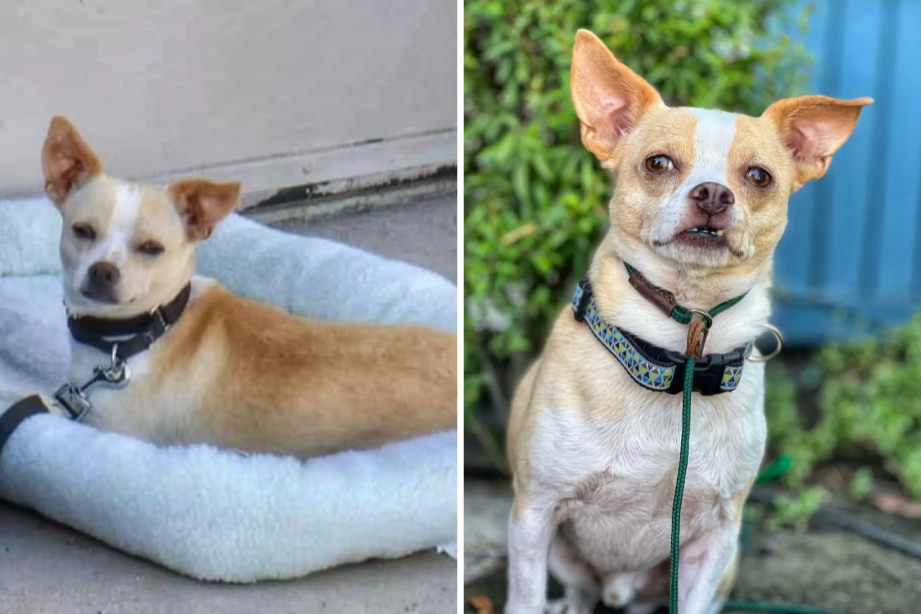 Heartbreak As Rescue Dog Returned To Shelter Five Years After Adoption - Vimarsana News