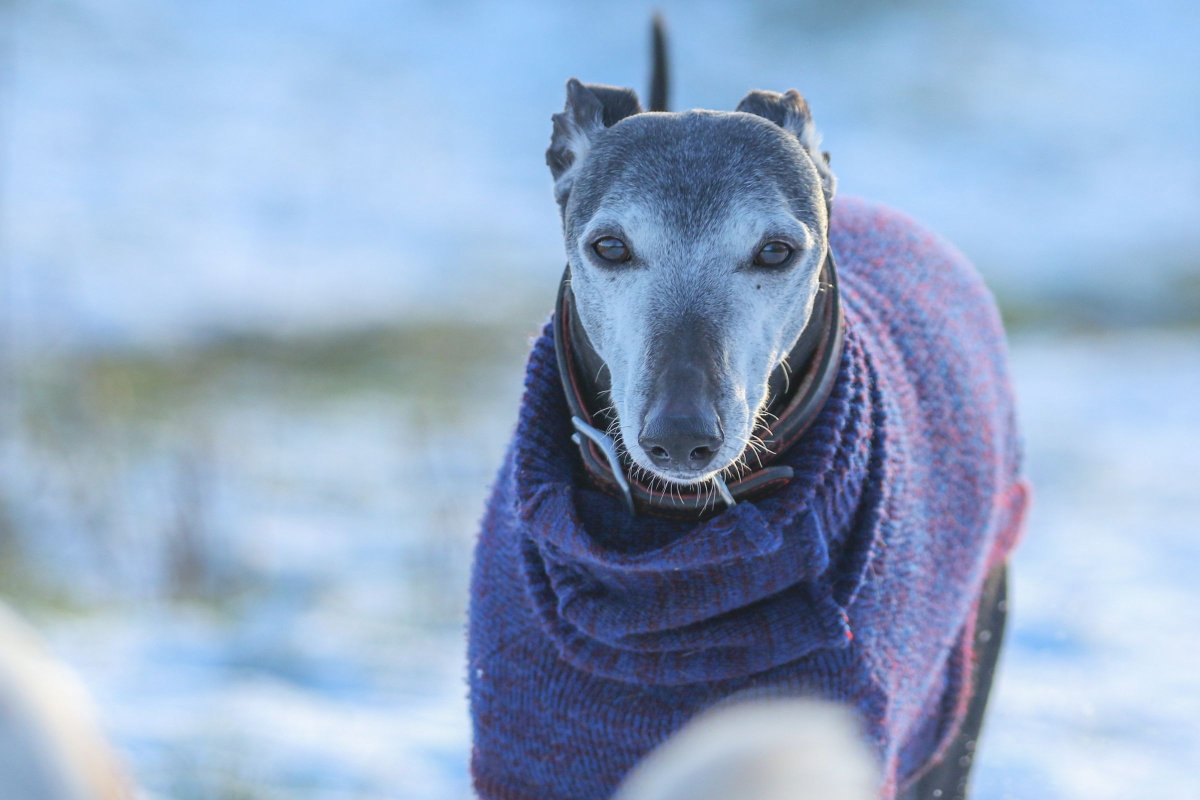 Greyhound wearing jacket in snow
