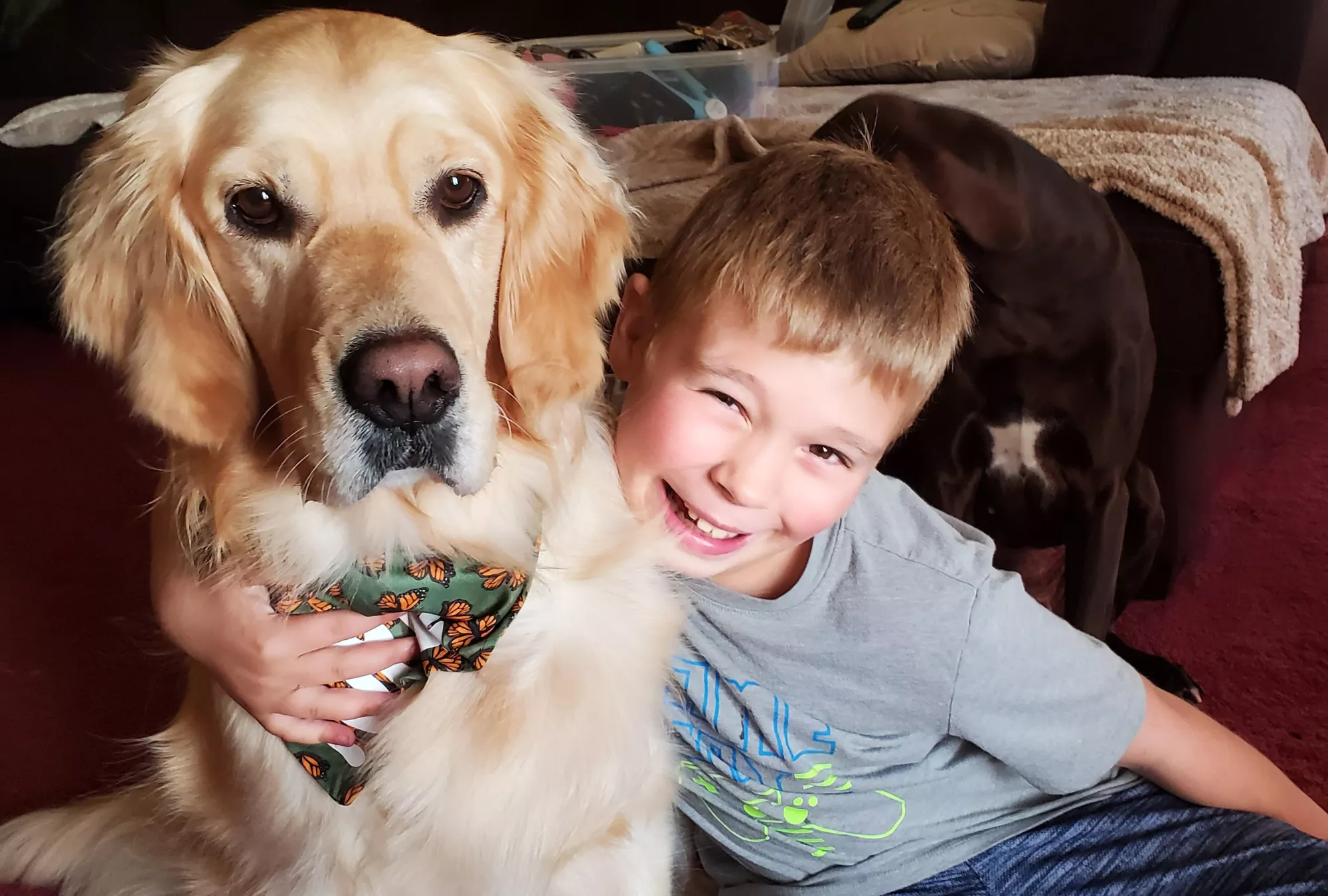 Autism Support Dog Transforms Boy's School Experience - Vimarsana News